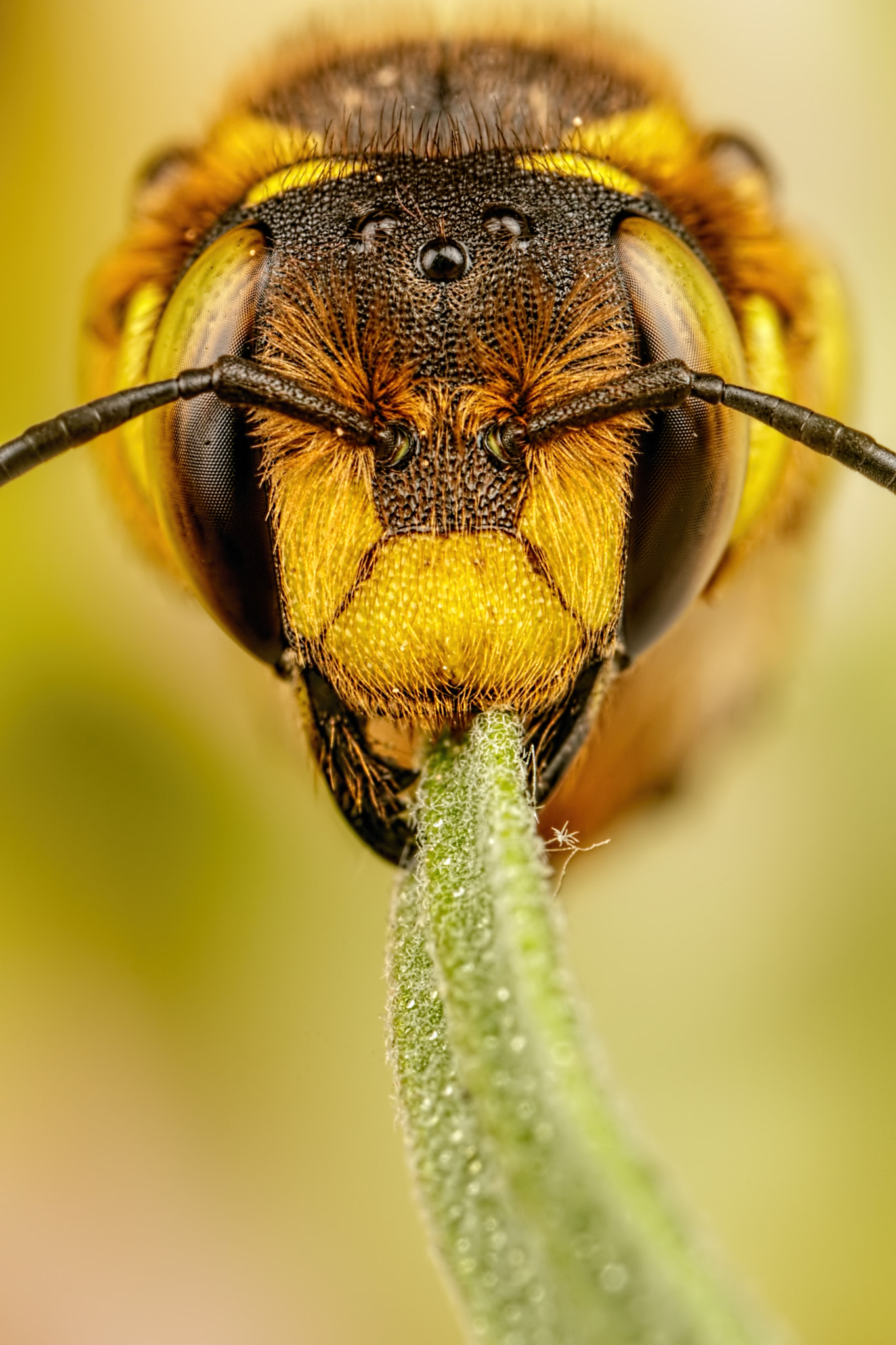 Canon MP-E 65mm F2.5 1-5x Macro Photo sample photo. European wool carder bee iv photography