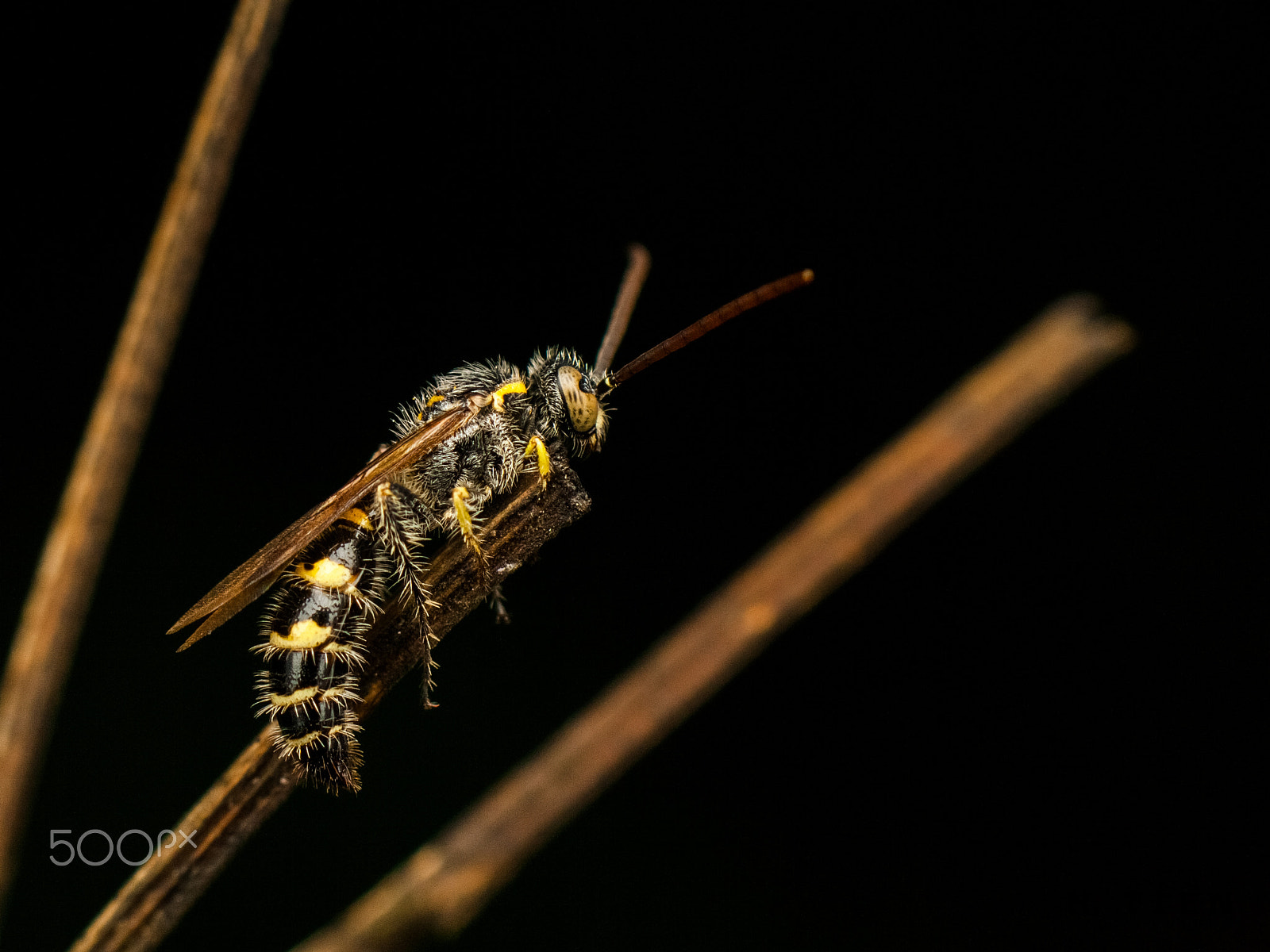 Canon EOS 1000D (EOS Digital Rebel XS / EOS Kiss F) sample photo. Sleeping bee photography