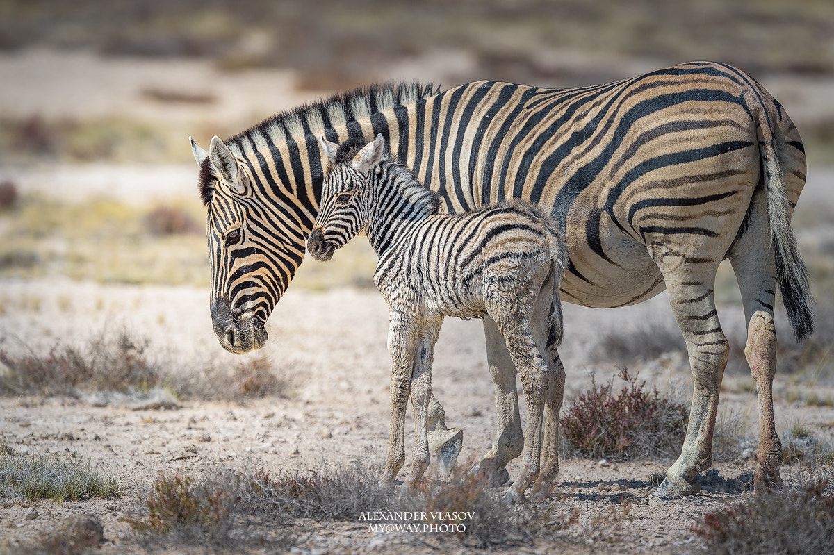 Nikon AF-S Nikkor 500mm F4E FL ED VR sample photo. Zebra photography