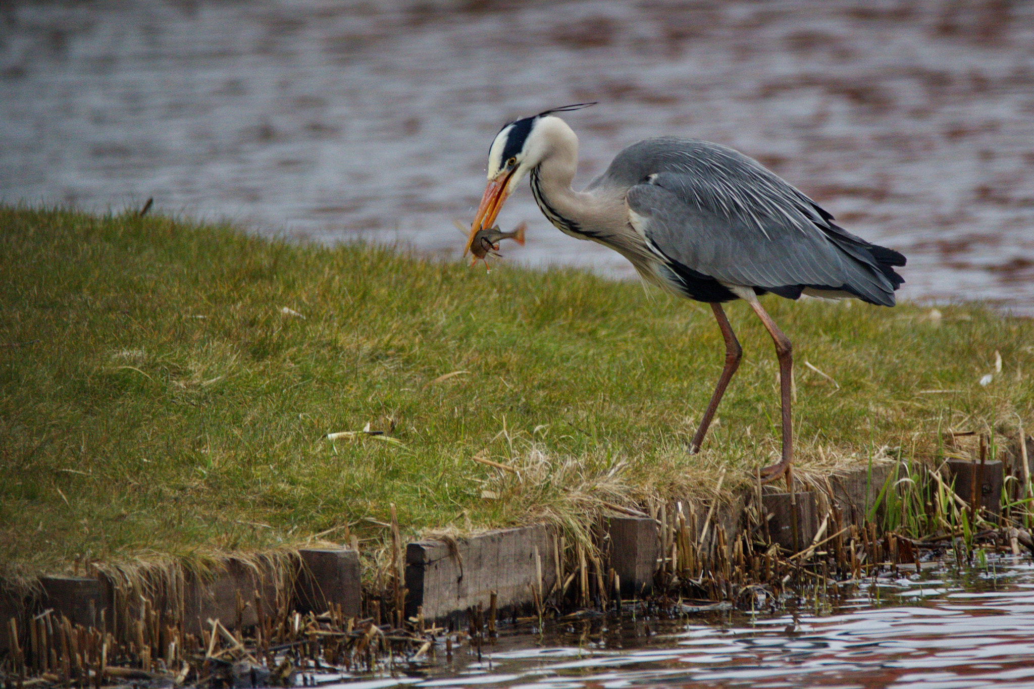 Sigma 150-600mm F5-6.3 DG OS HSM | C sample photo. Graureiher photography