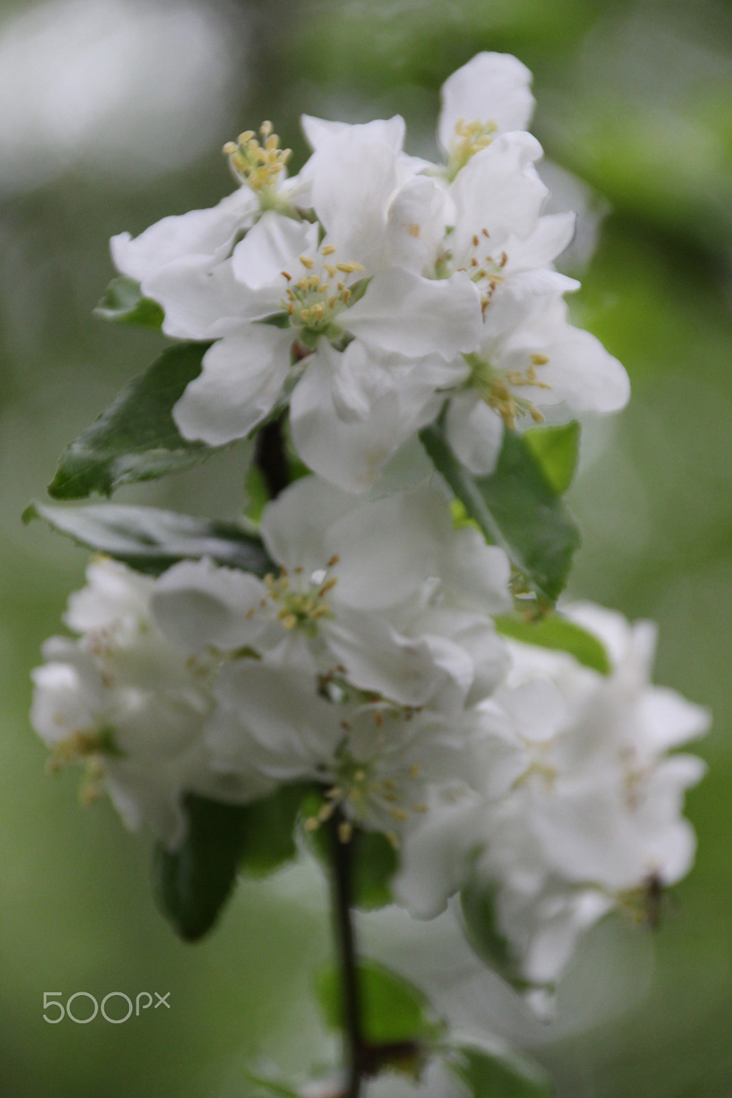 Canon EF 75-300mm F4.0-5.6 IS USM sample photo. Under the appletree photography