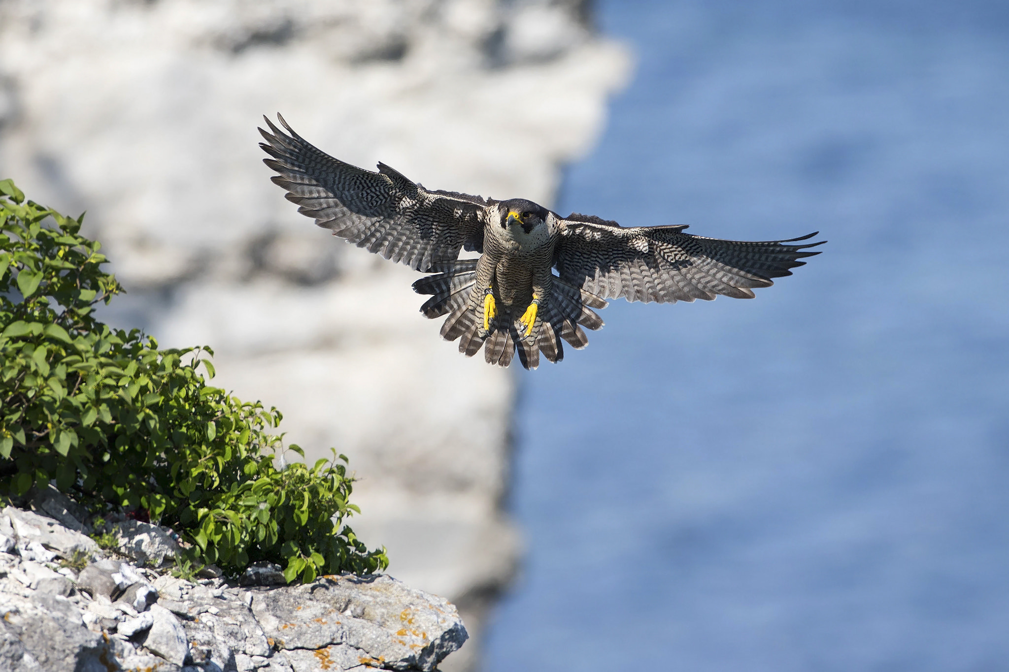 Canon EOS-1D X + Canon EF 600mm f/4L IS sample photo. Peregrine falcon photography