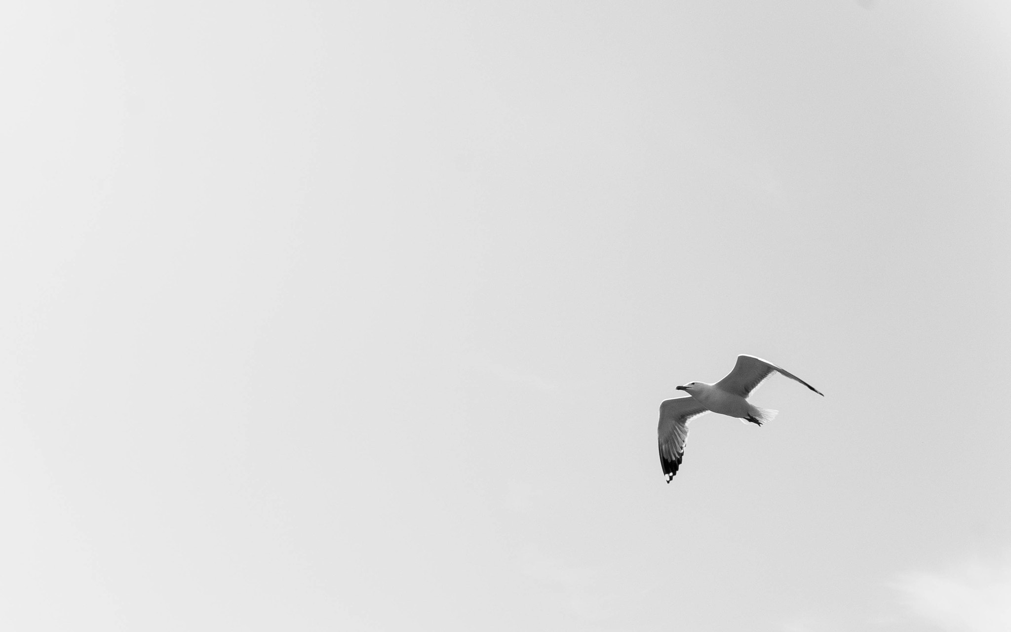 Nikon D300 + Sigma 30mm F1.4 EX DC HSM sample photo. Gull on fly photography