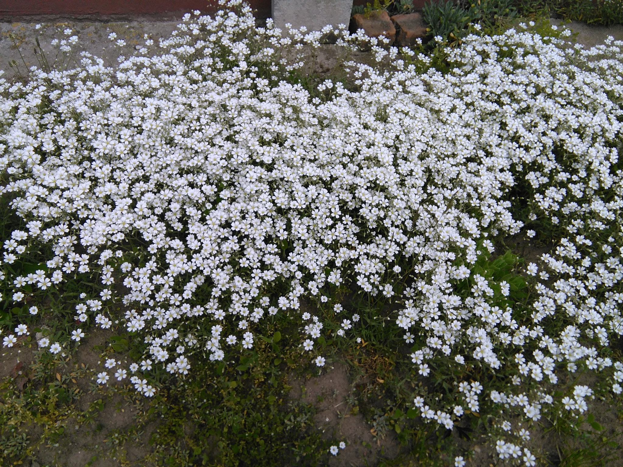 HUAWEI G620S-L01 sample photo. Field of flowers photography