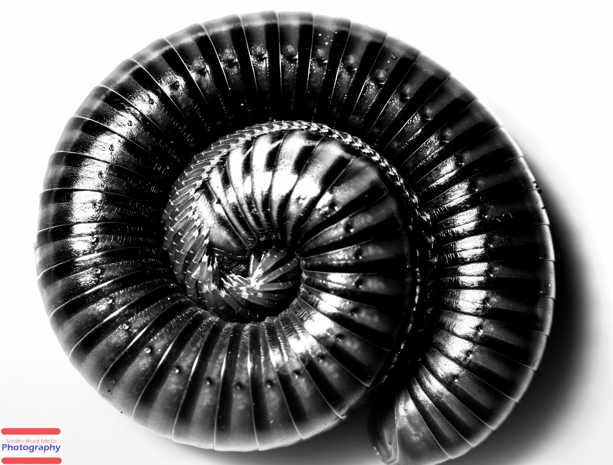 Canon MP-E 65mm F2.5 1-5x Macro Photo sample photo. Millipede photography