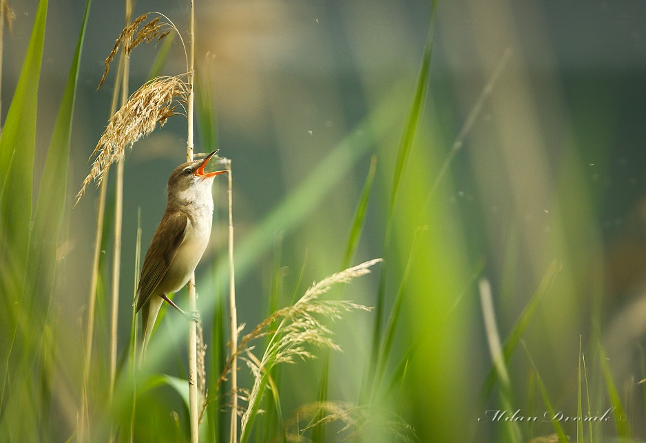 Canon EF 300mm F2.8L IS USM sample photo. On a blade of reed photography