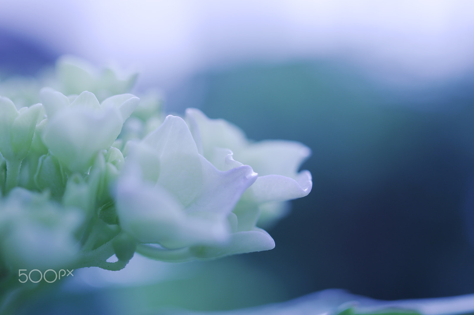 HD Pentax DA 35mm F2.8 Macro Limited sample photo. Hydrangea photography