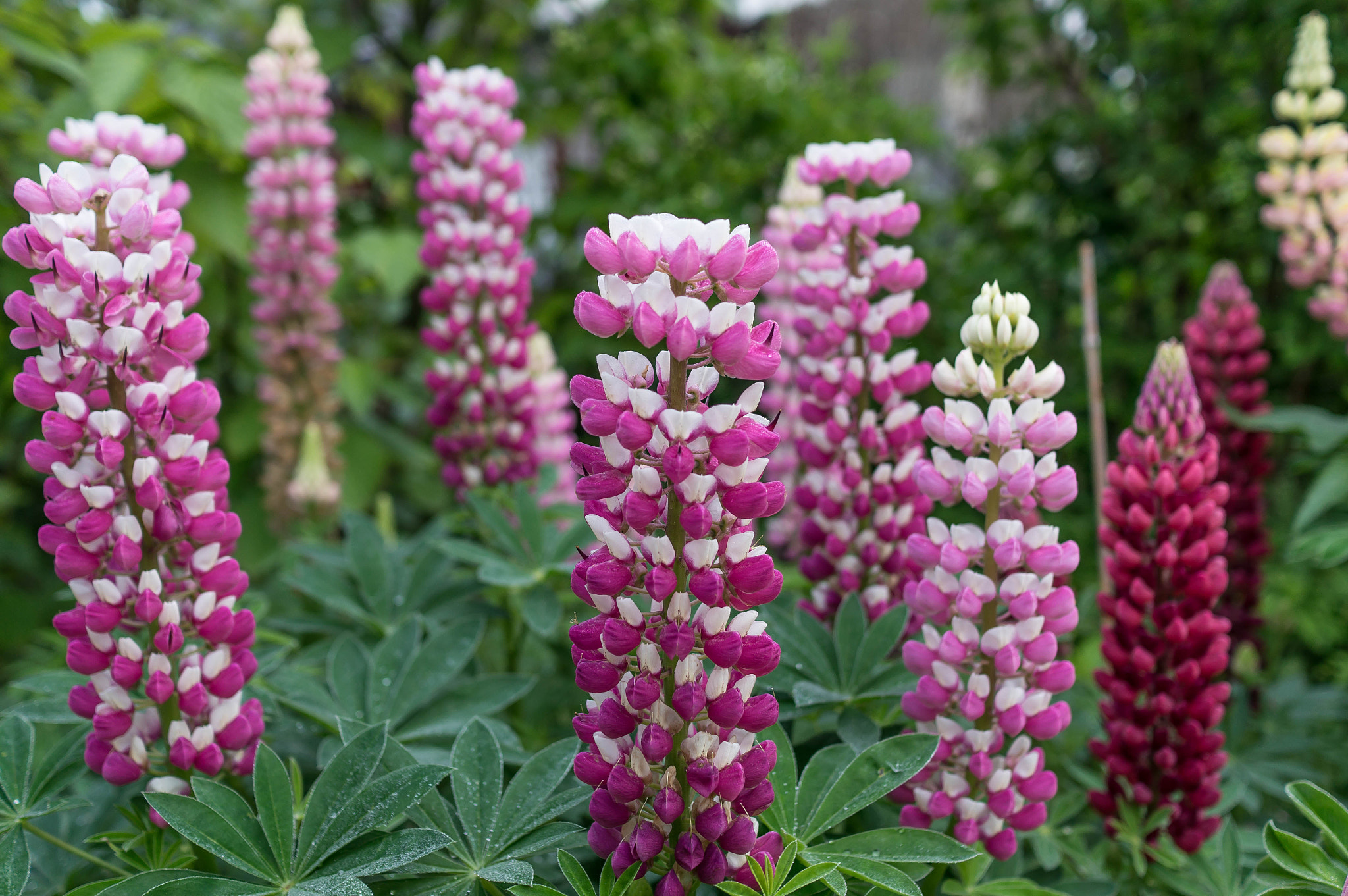 Sony Alpha NEX-6 + Sony Sonnar T* E 24mm F1.8 ZA sample photo. Lupinus photography