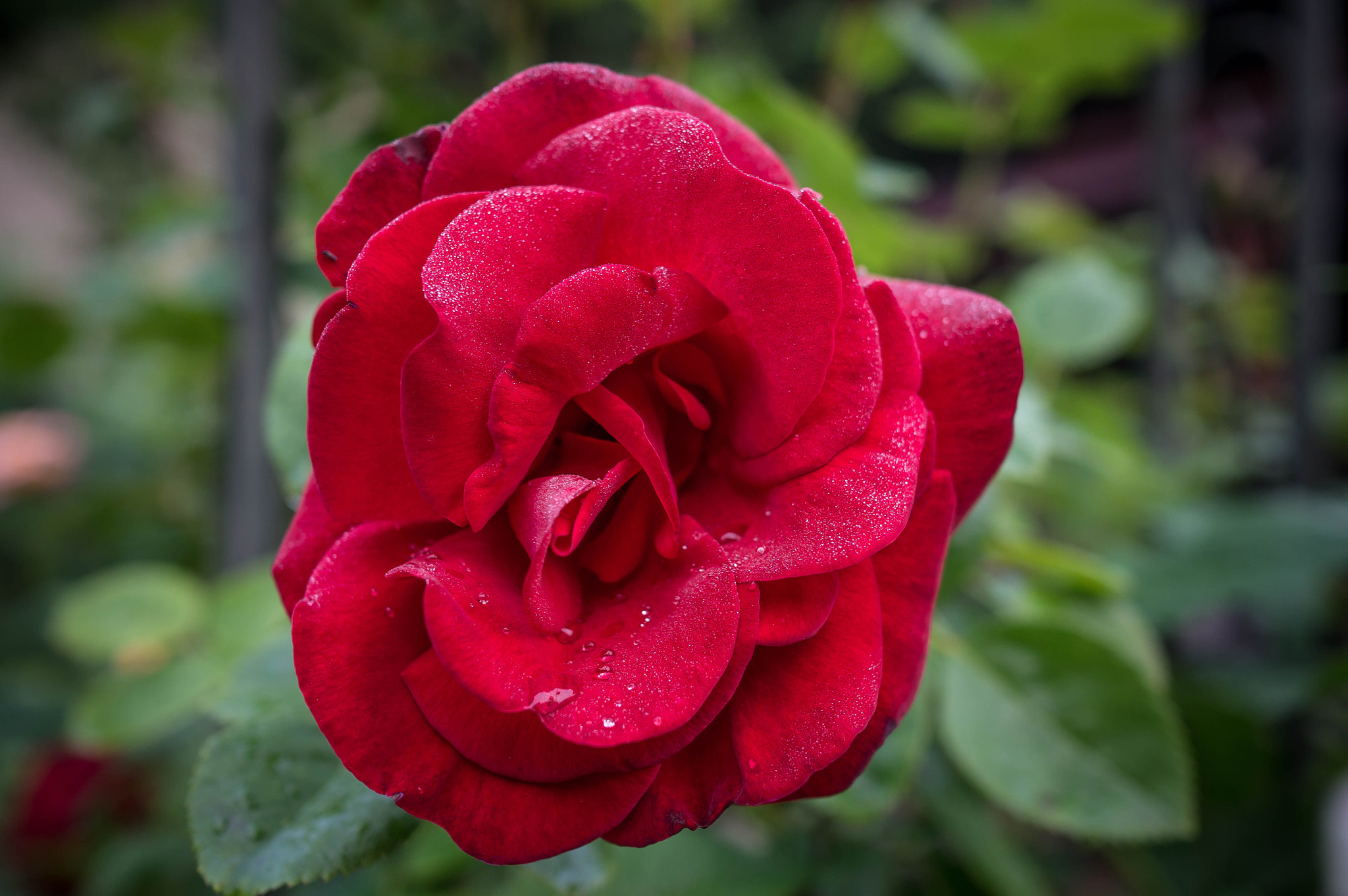 Sony Alpha NEX-6 + Sony Sonnar T* E 24mm F1.8 ZA sample photo. The rose photography