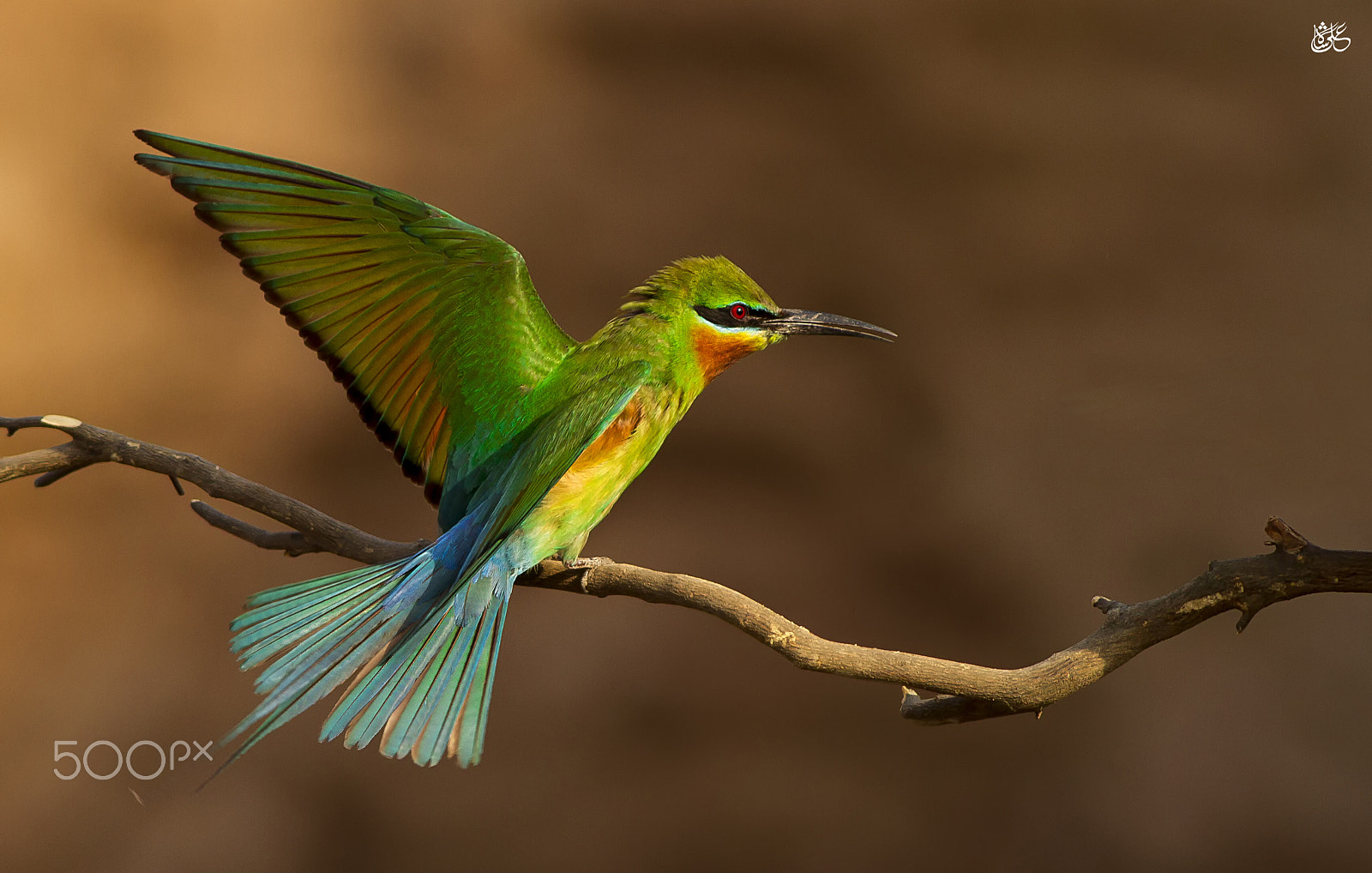 Canon EOS 7D + Canon EF 400mm F5.6L USM sample photo. Blue tailed bee eater photography