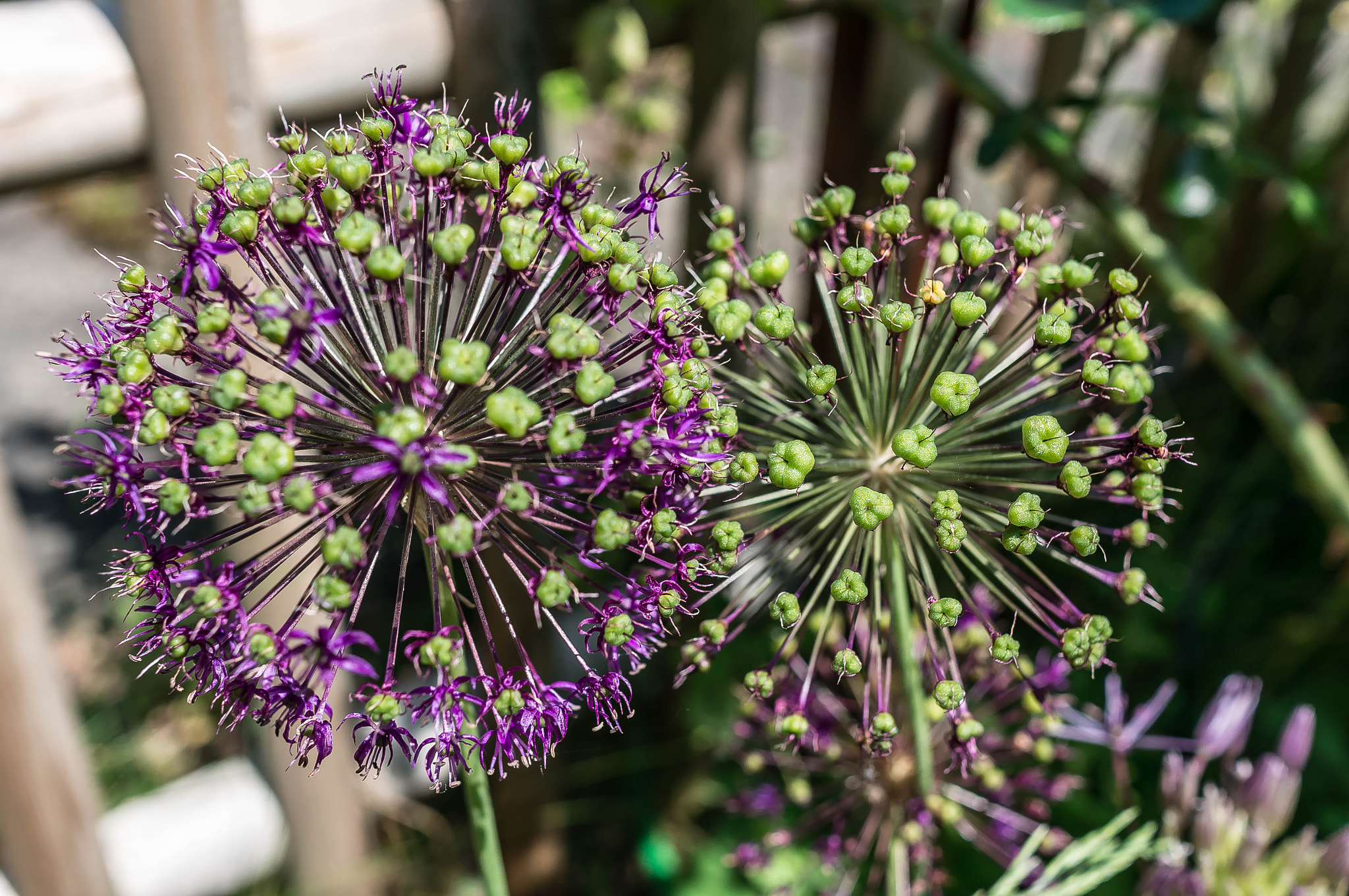 Sony Alpha NEX-6 + Sony Sonnar T* E 24mm F1.8 ZA sample photo. A star is born photography