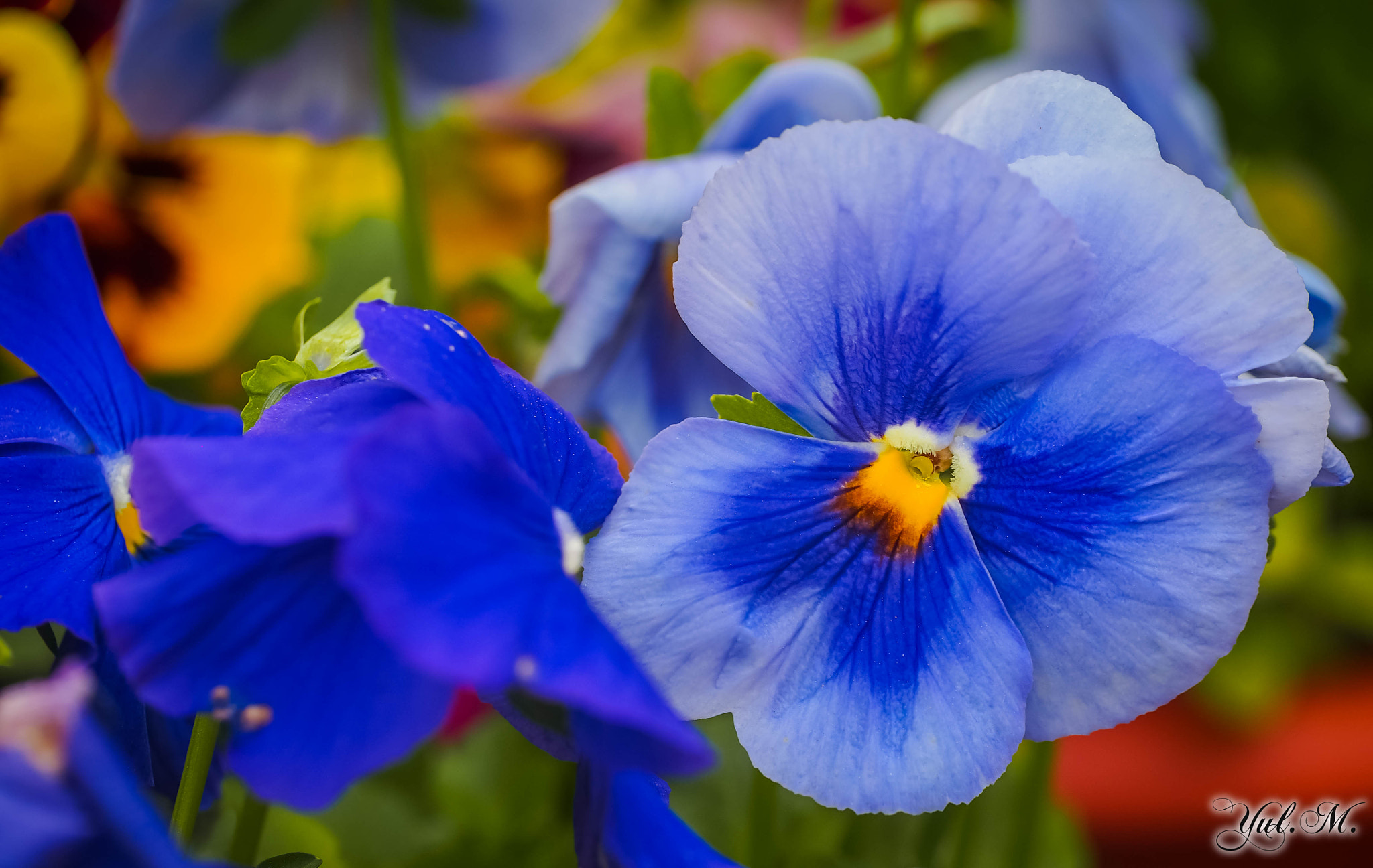 Panasonic Leica DG Macro-Elmarit 45mm F2.8 ASPH OIS sample photo. Olympus digital camera photography