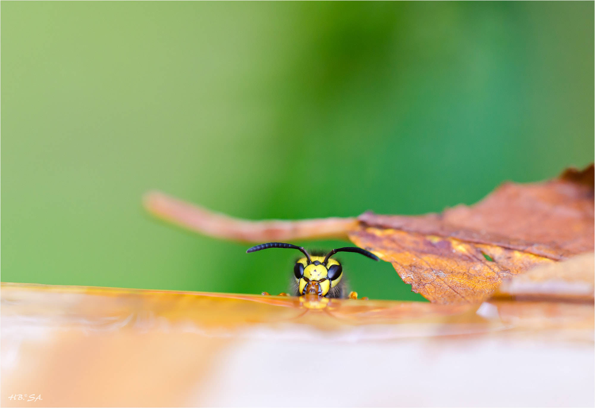 Sigma 150mm F2.8 EX DG OS Macro HSM sample photo. Wespe photography