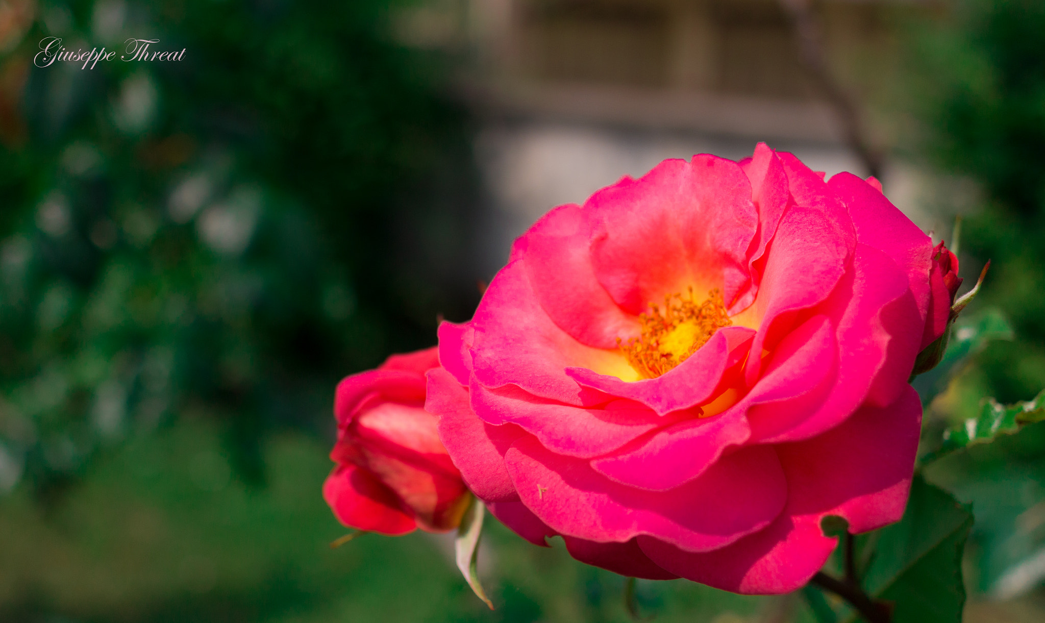 Canon EF 24mm F2.8 IS USM sample photo. Rosa photography