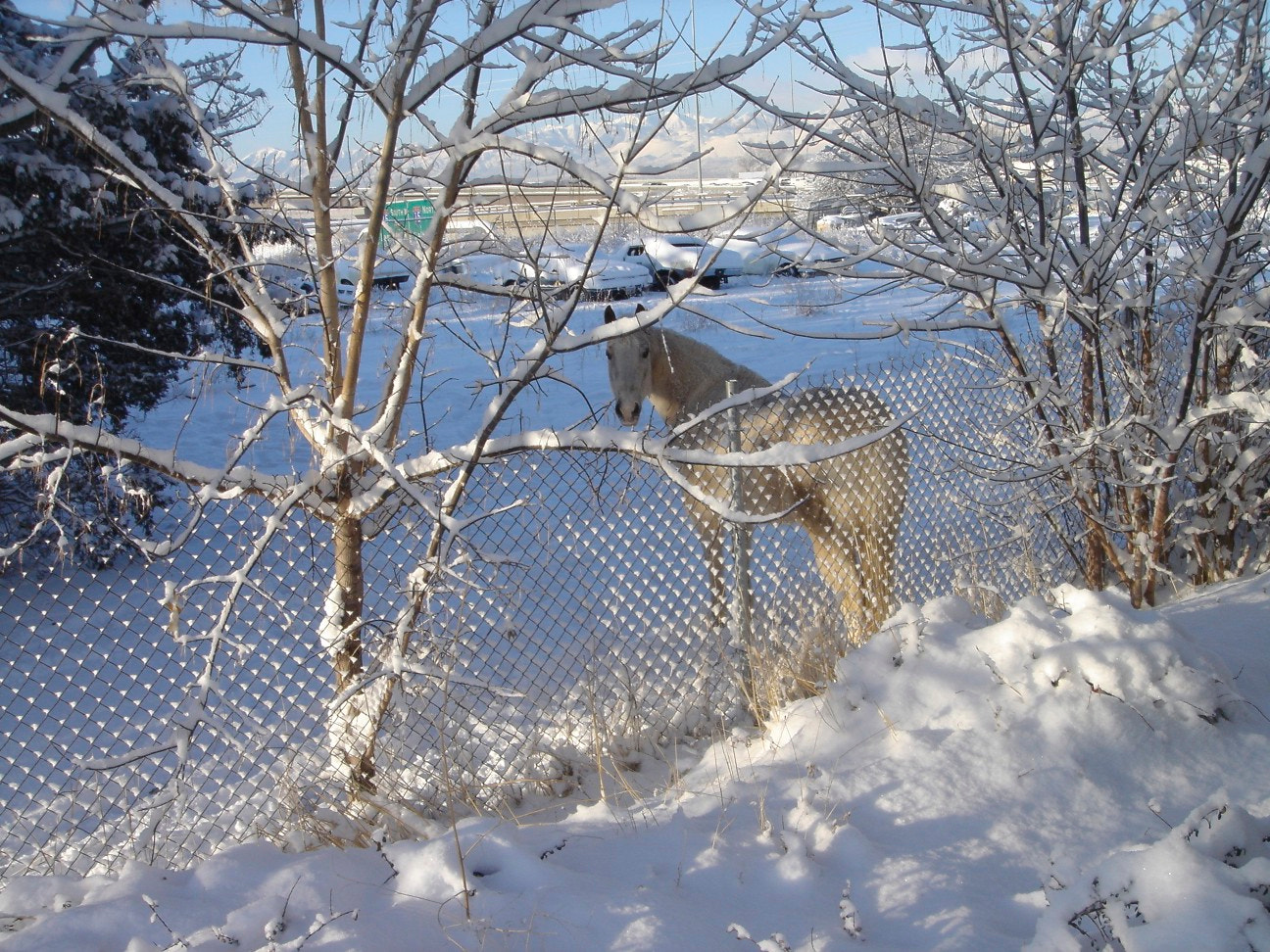 Sony DSC-T1 sample photo. Horse in the snow photography