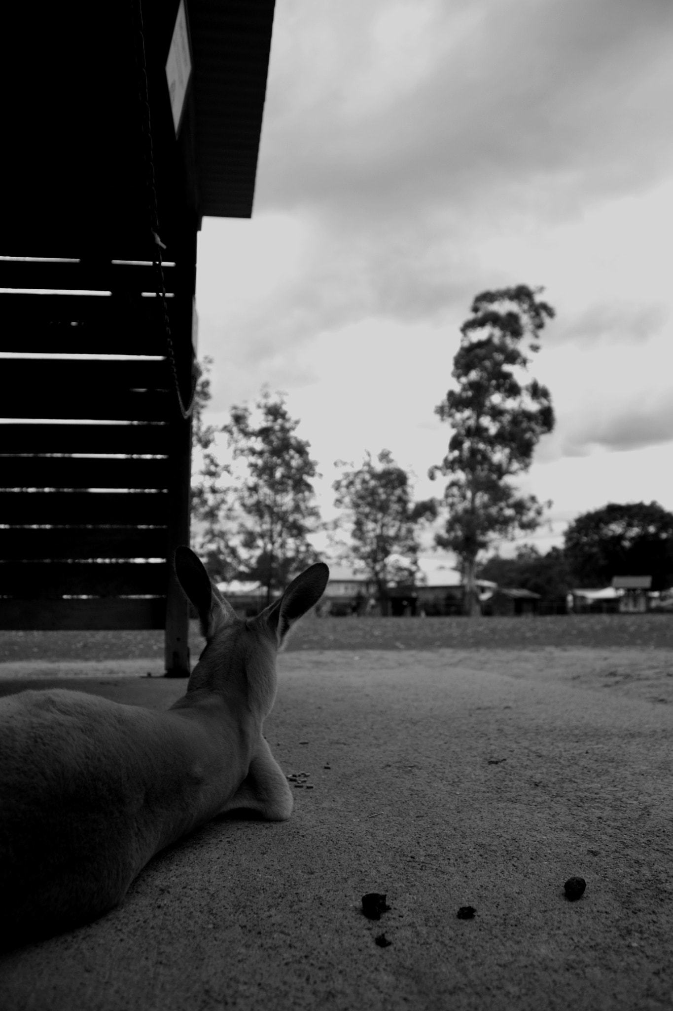 Canon EF-S 18-55mm F3.5-5.6 IS sample photo. Life of kangaroo. photography