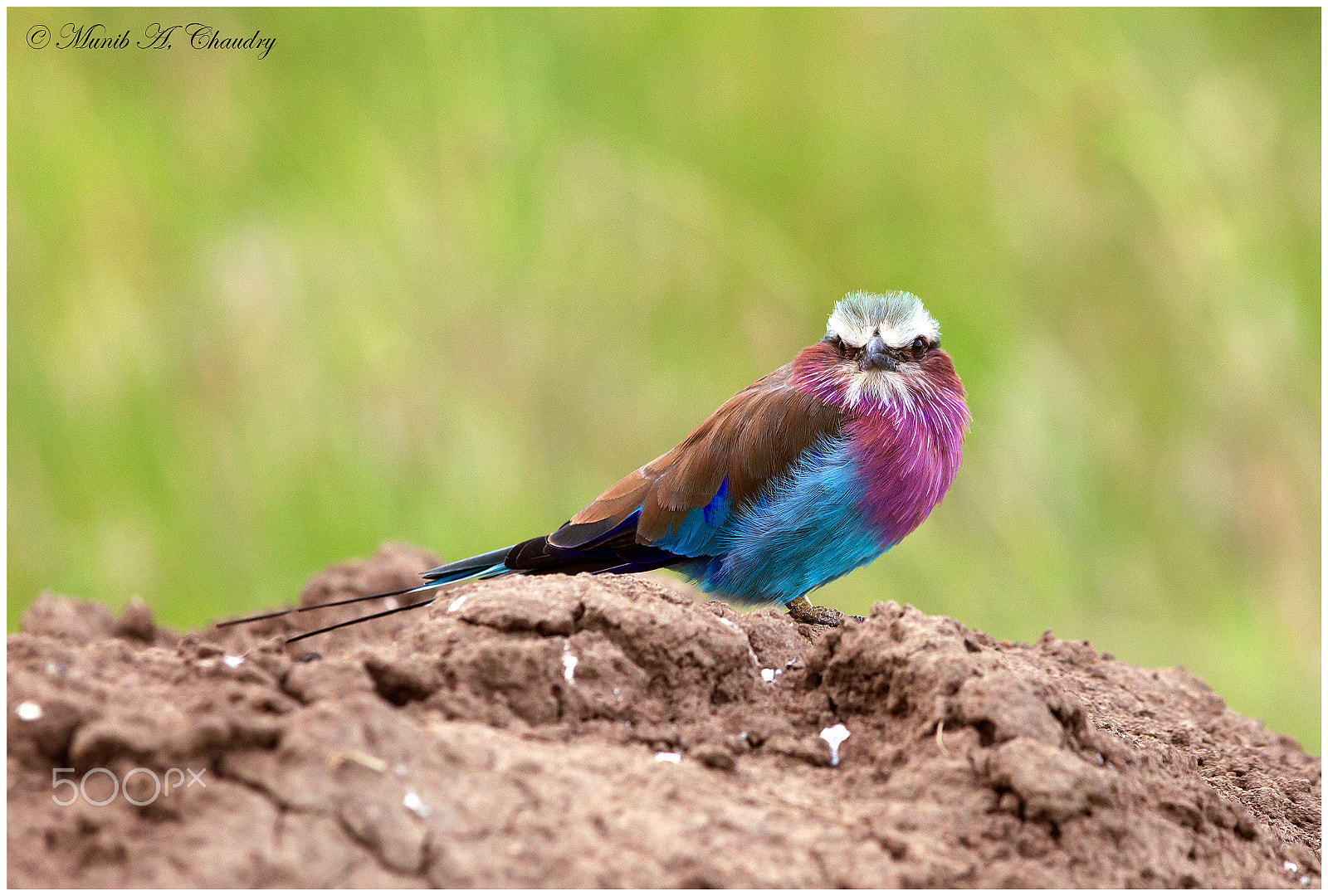 Canon EF 300mm F2.8L IS USM sample photo. The lilac beauty! photography