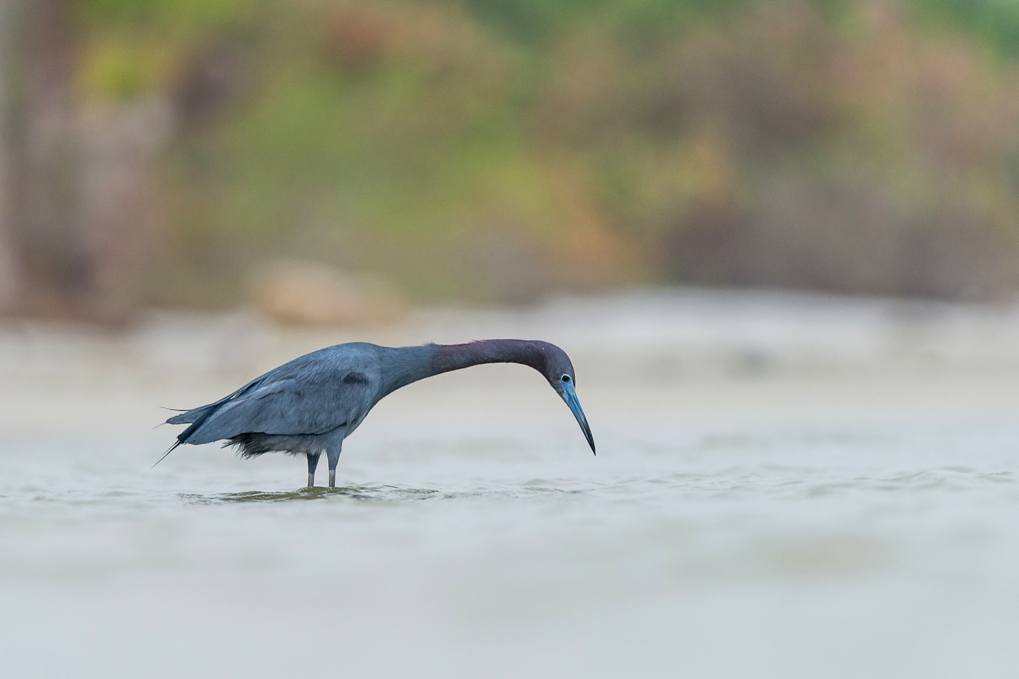 Nikon Nikkor AF-S 300mm F4E PF ED VR sample photo. Has anyone seen my contact lenses?? photography