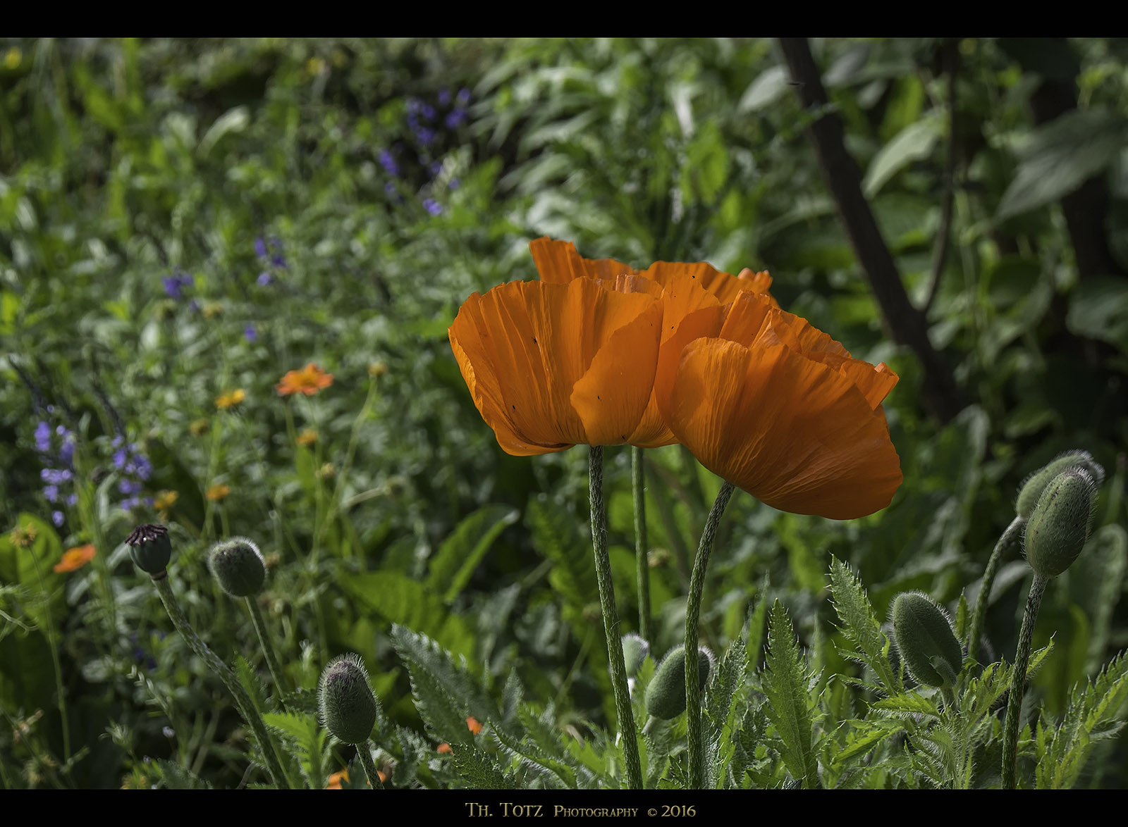 LUMIX G VARIO 45-150/F4.0-5.6 sample photo. Poppies photography