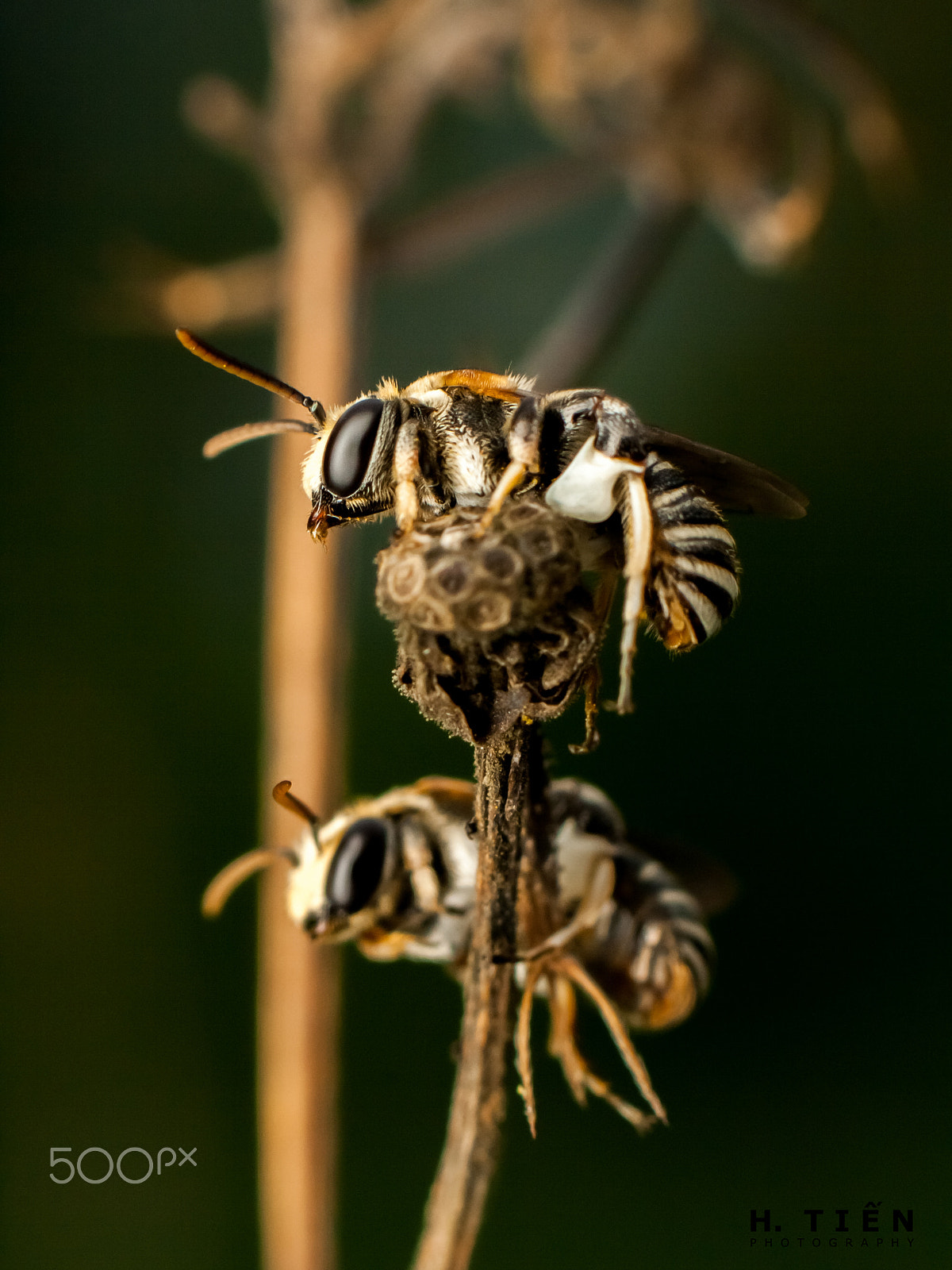 Canon EOS 1000D (EOS Digital Rebel XS / EOS Kiss F) sample photo. Two sleeping bees photography