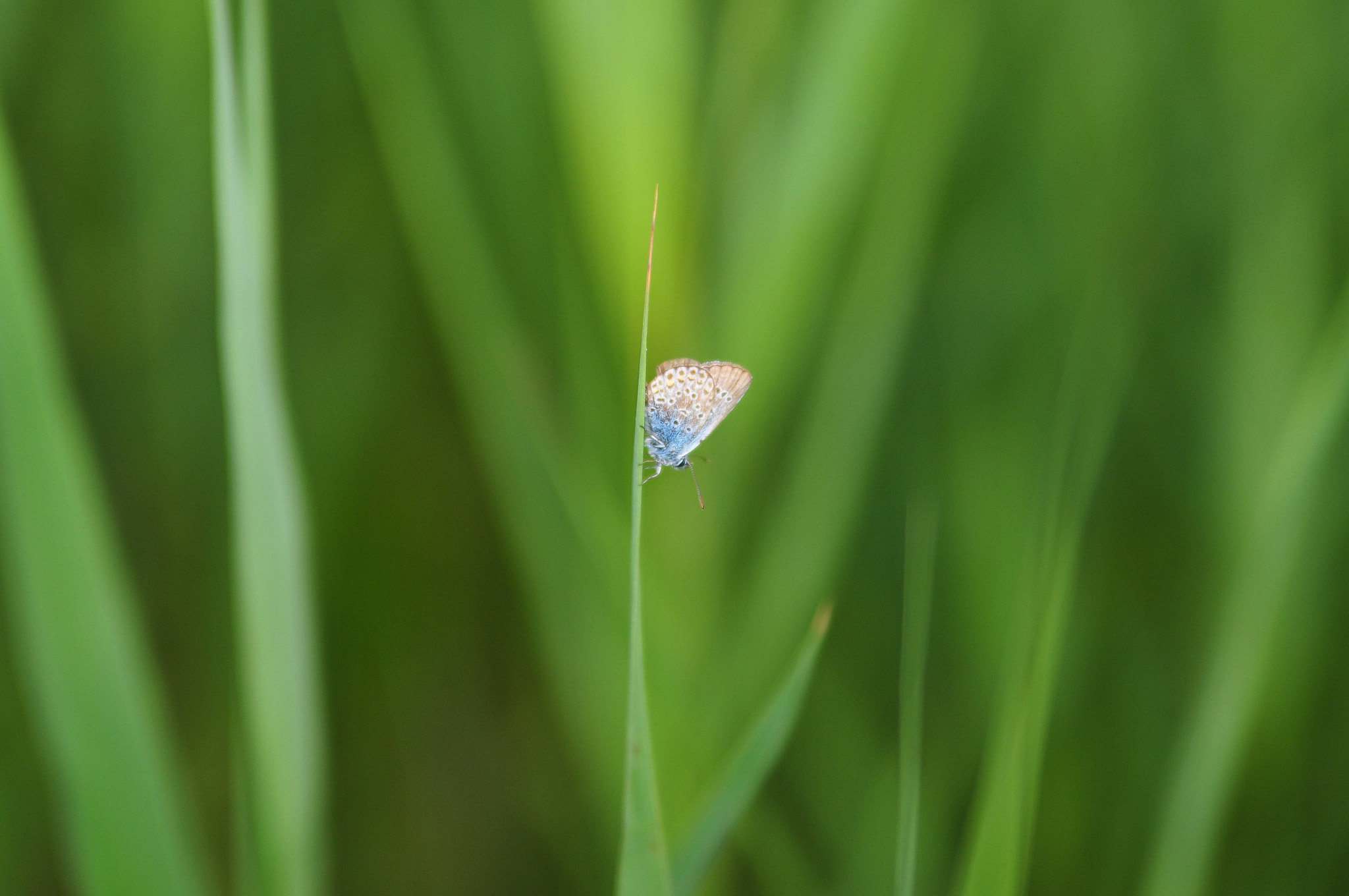 Nikon D300S sample photo. 16280855340.jpg photography