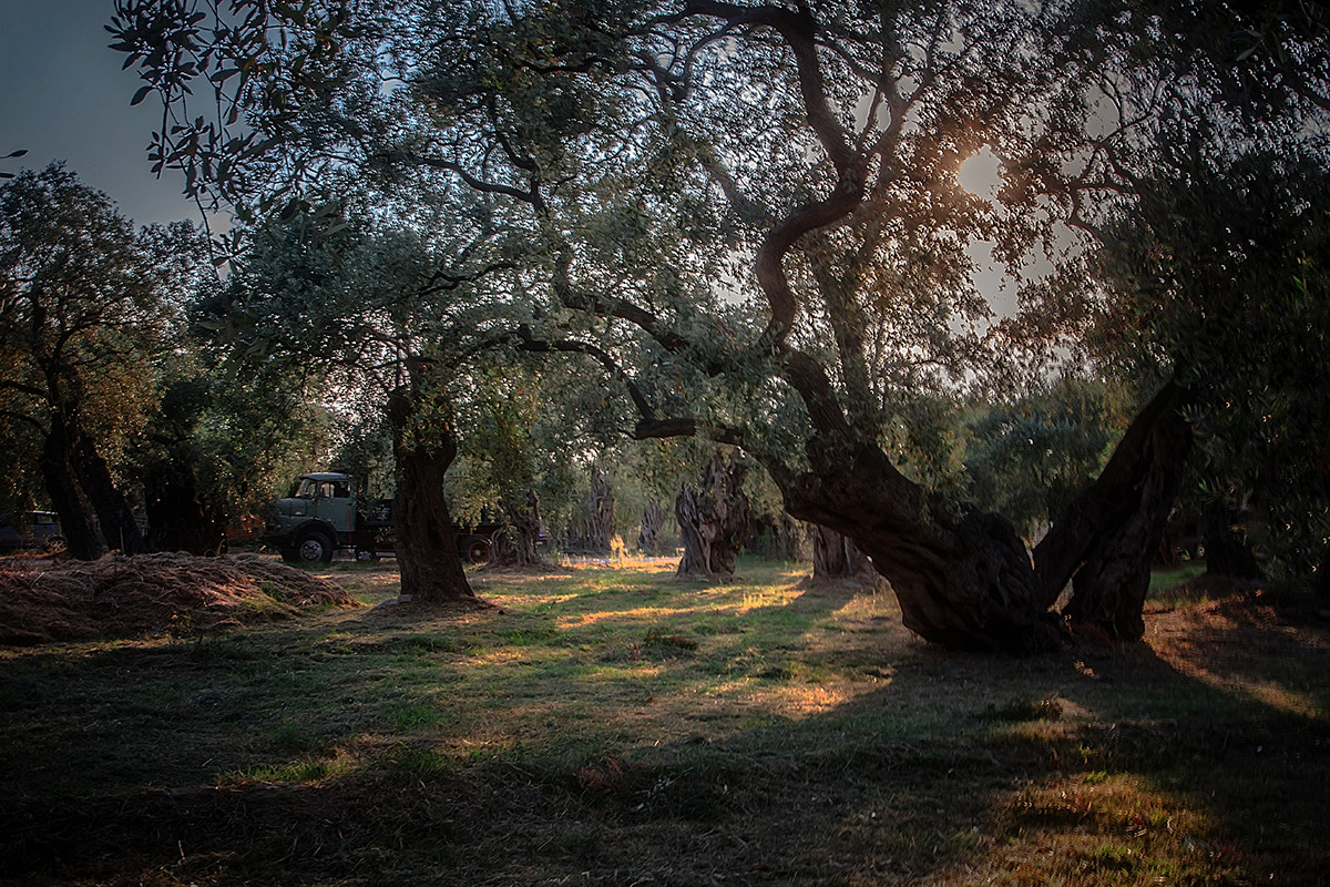 Canon EOS 40D + Sigma 10-20mm F3.5 EX DC HSM sample photo. In the shadow of olives photography