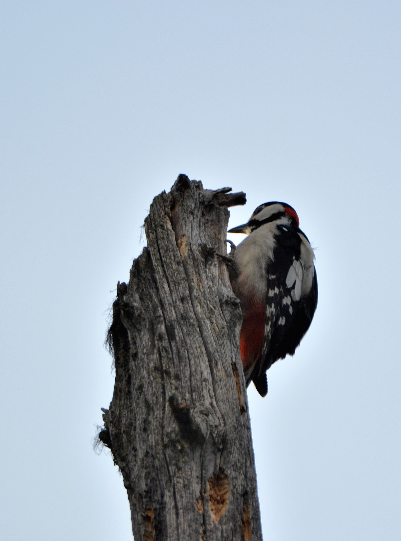 Nikon D3100 + Tamron SP 150-600mm F5-6.3 Di VC USD sample photo. Great spotted woodpecker photography