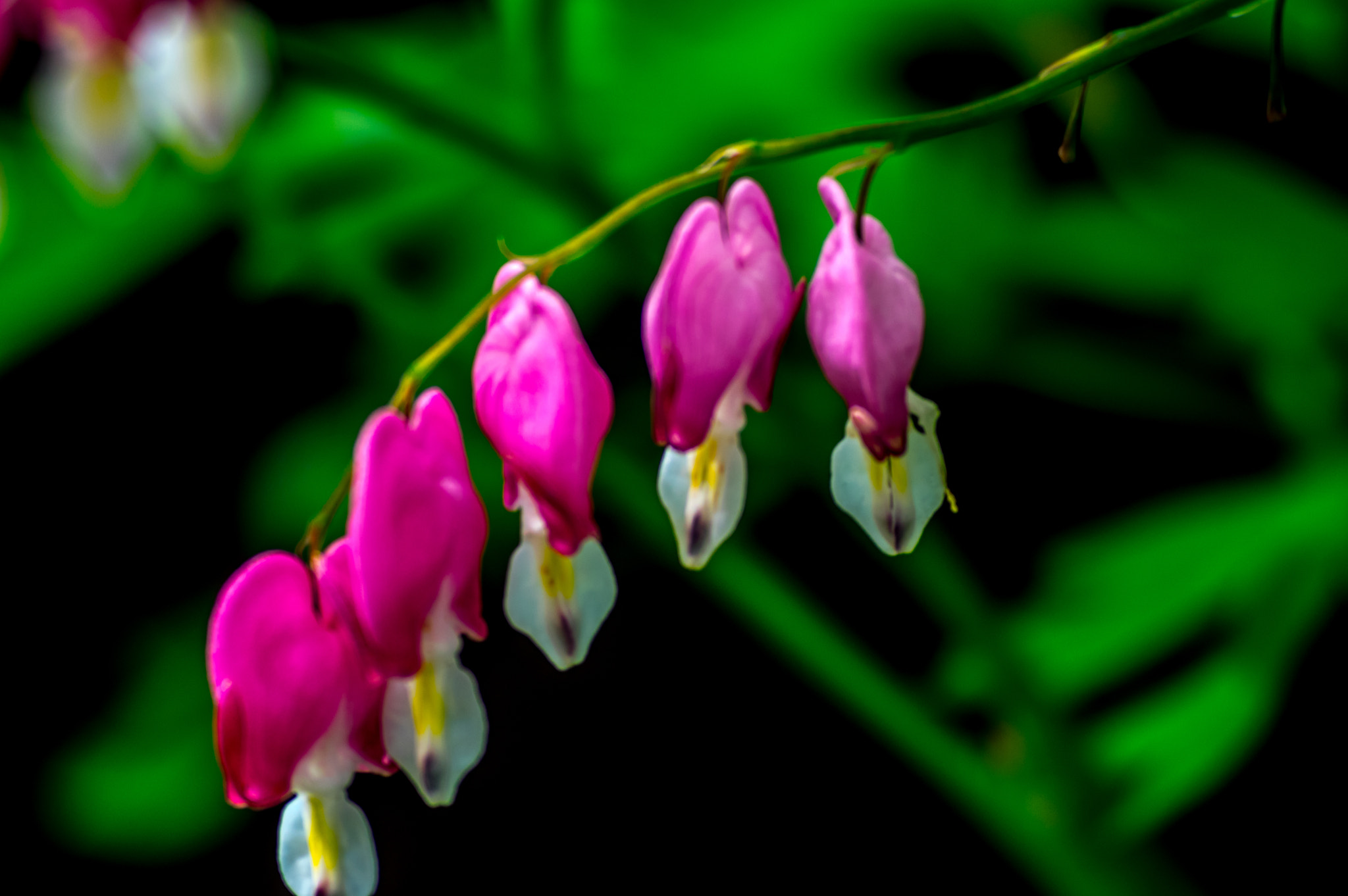 Pentax K-3 II + smc PENTAX-F 70-210mm F4-5.6 sample photo. Bleeding heart saturation photography