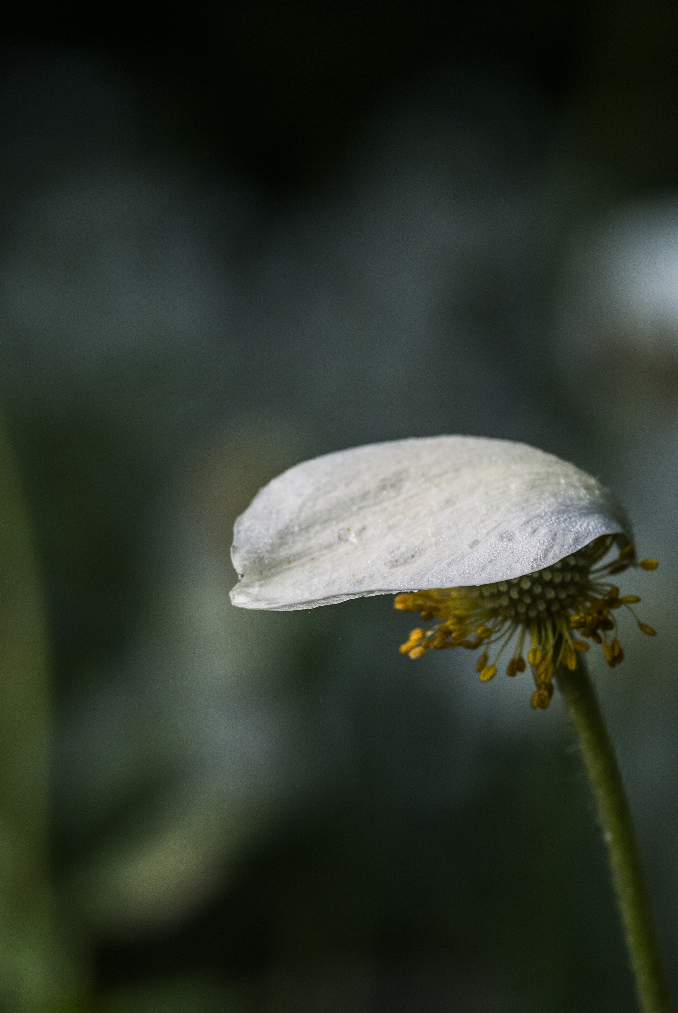 Nikon 1 V1 sample photo. Mantle photography