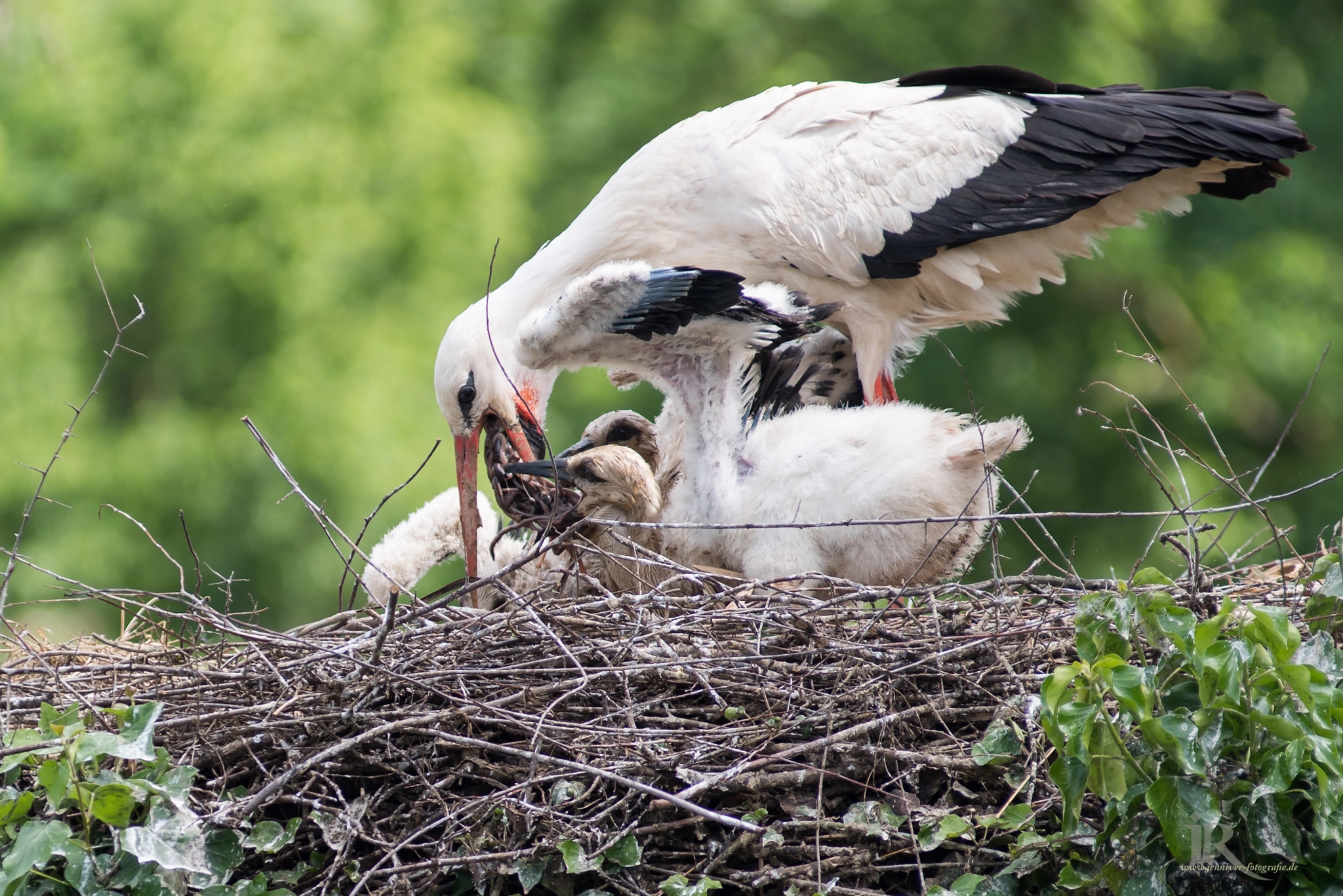 AF Zoom-Nikkor 80-200mm f/2.8 ED sample photo. Hungry :) photography