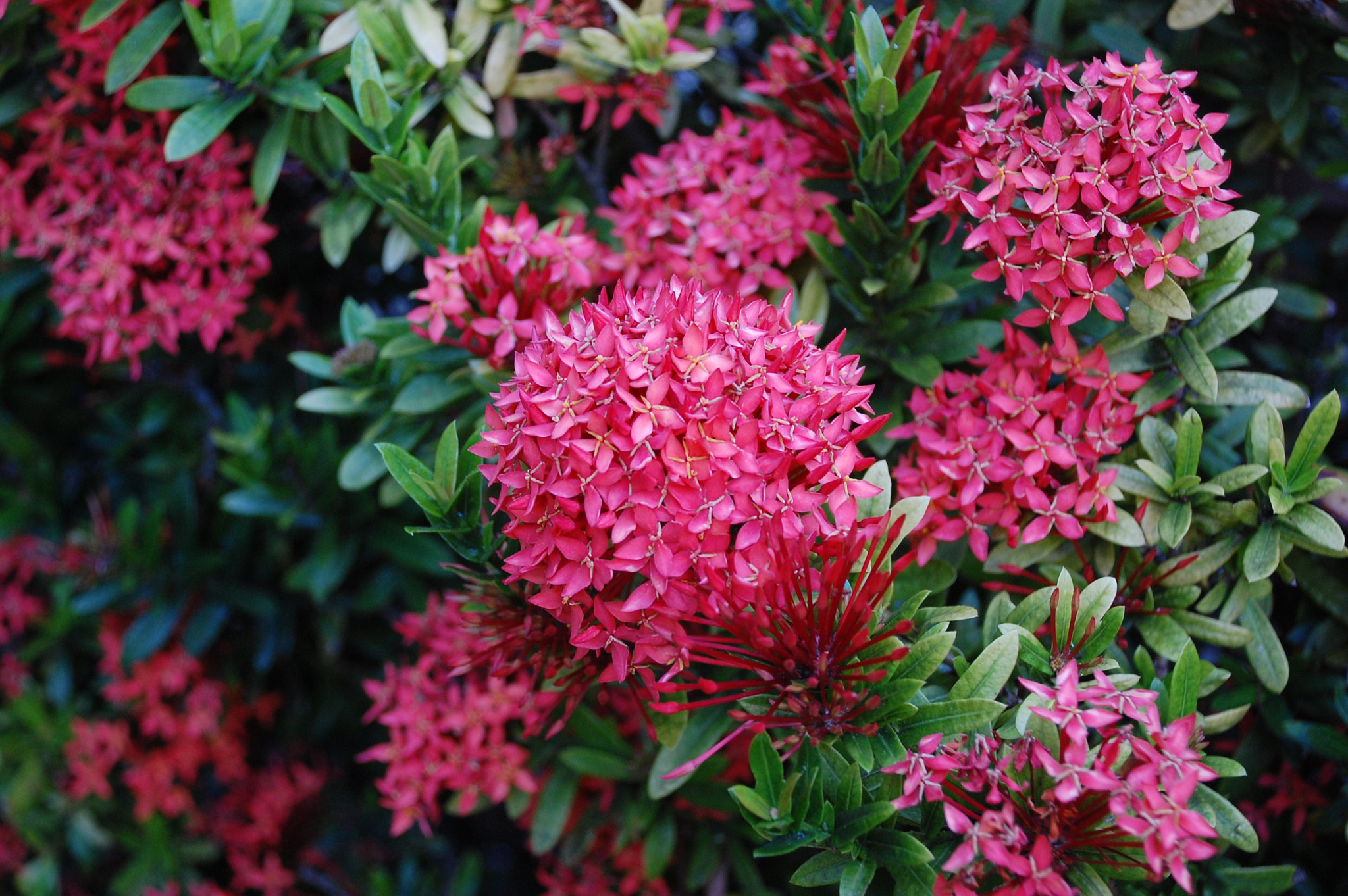 Nikon D40 sample photo. Tropical flower photography