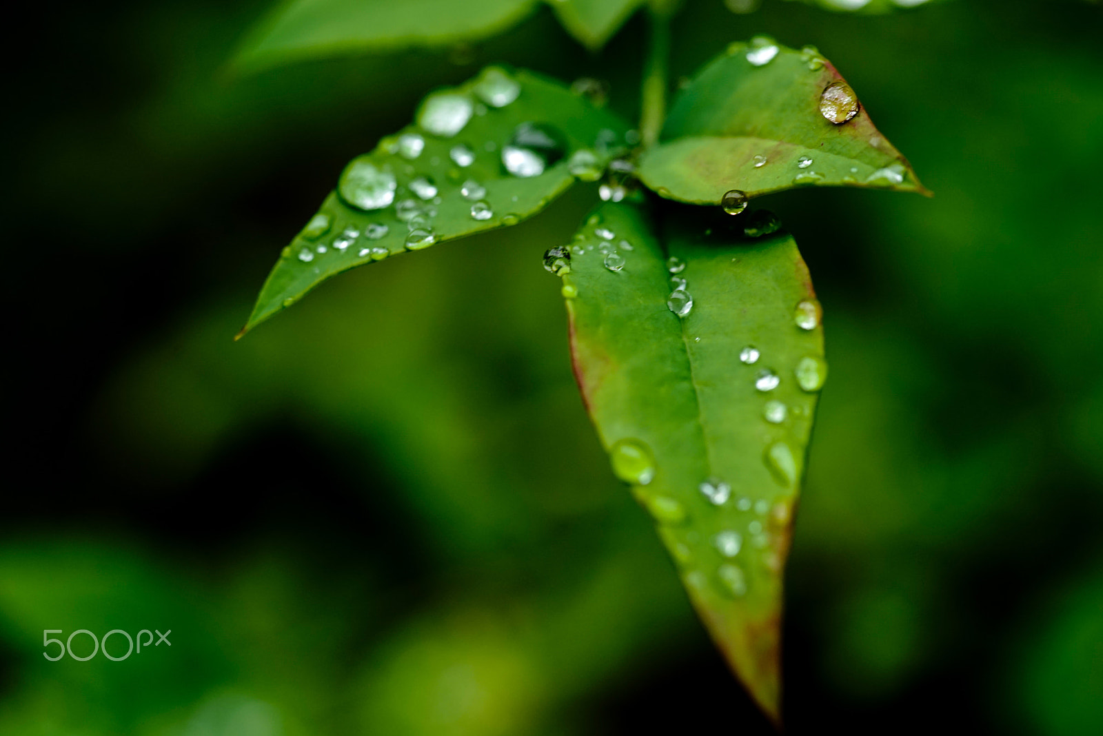 Sony a7R + Minolta AF 100mm F2.8 Macro [New] sample photo. Rain photography