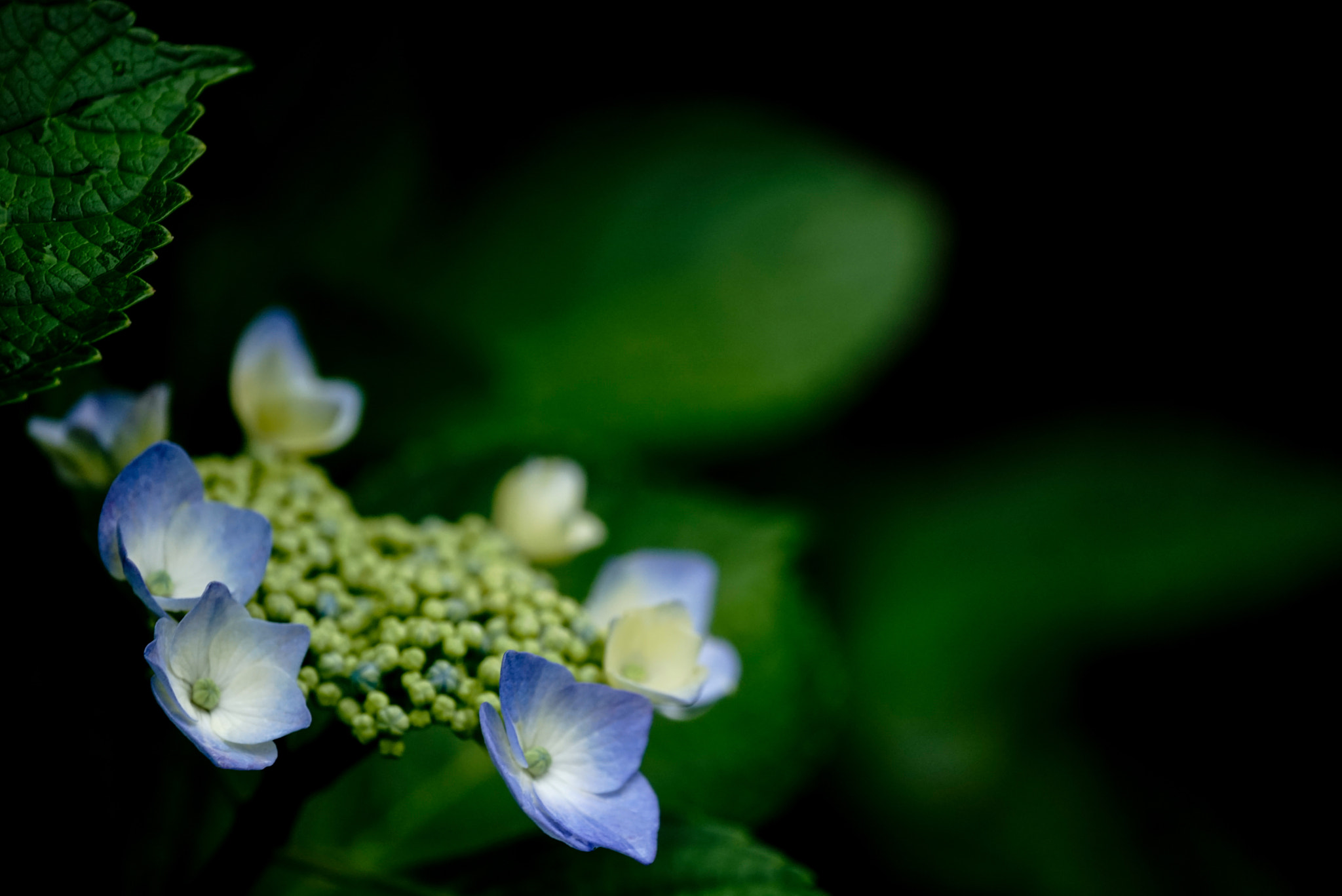Sony 70-300mm F4.5-5.6 G SSM sample photo. Hydrangea photography