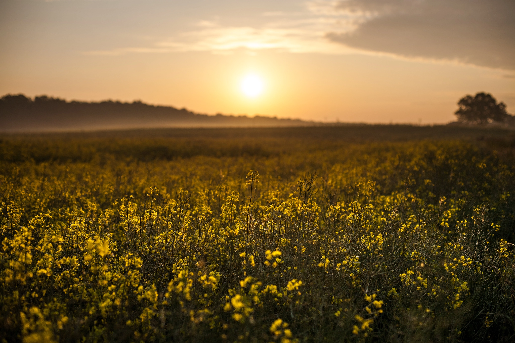 Canon EOS 5D + Canon EF 50mm F1.4 USM sample photo. Rape filed in the morning. photography