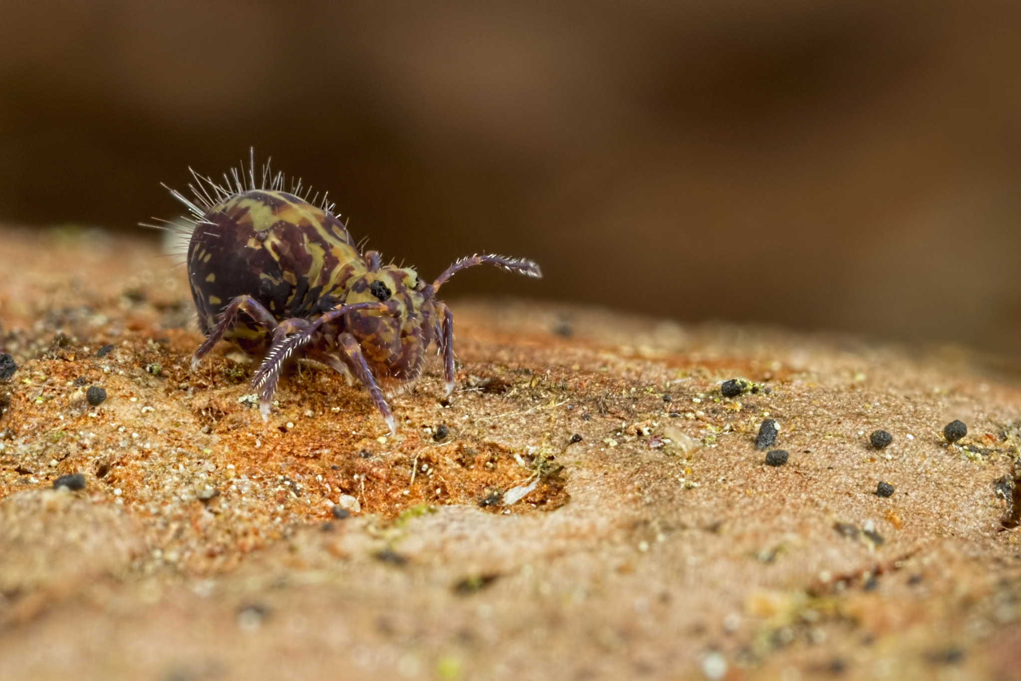 Canon MP-E 65mm F2.5 1-5x Macro Photo sample photo. Dicyrtomina ornata photography