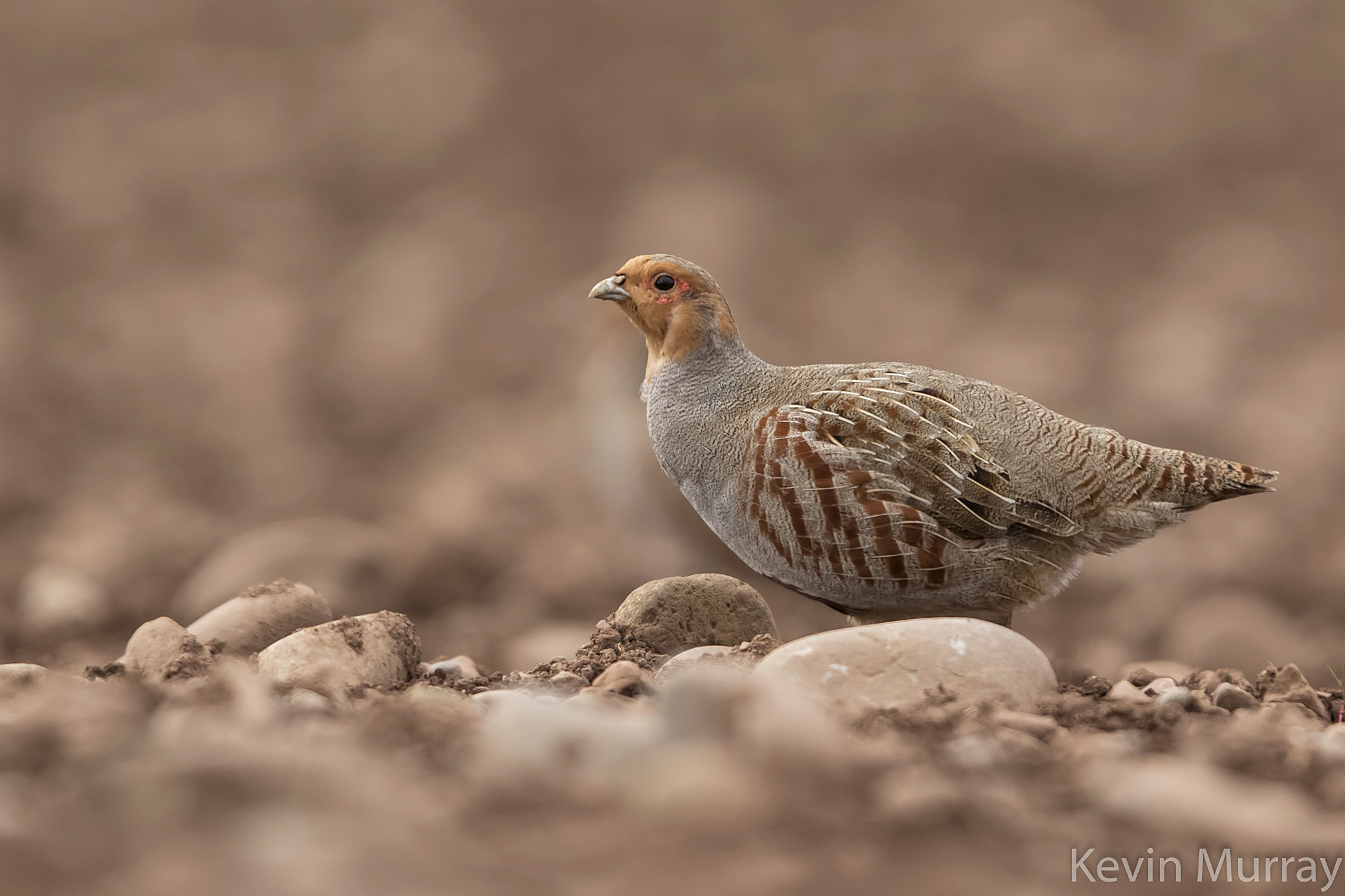 Canon EOS 7D Mark II + Canon EF 300mm F2.8L IS USM sample photo. Grey partridge photography