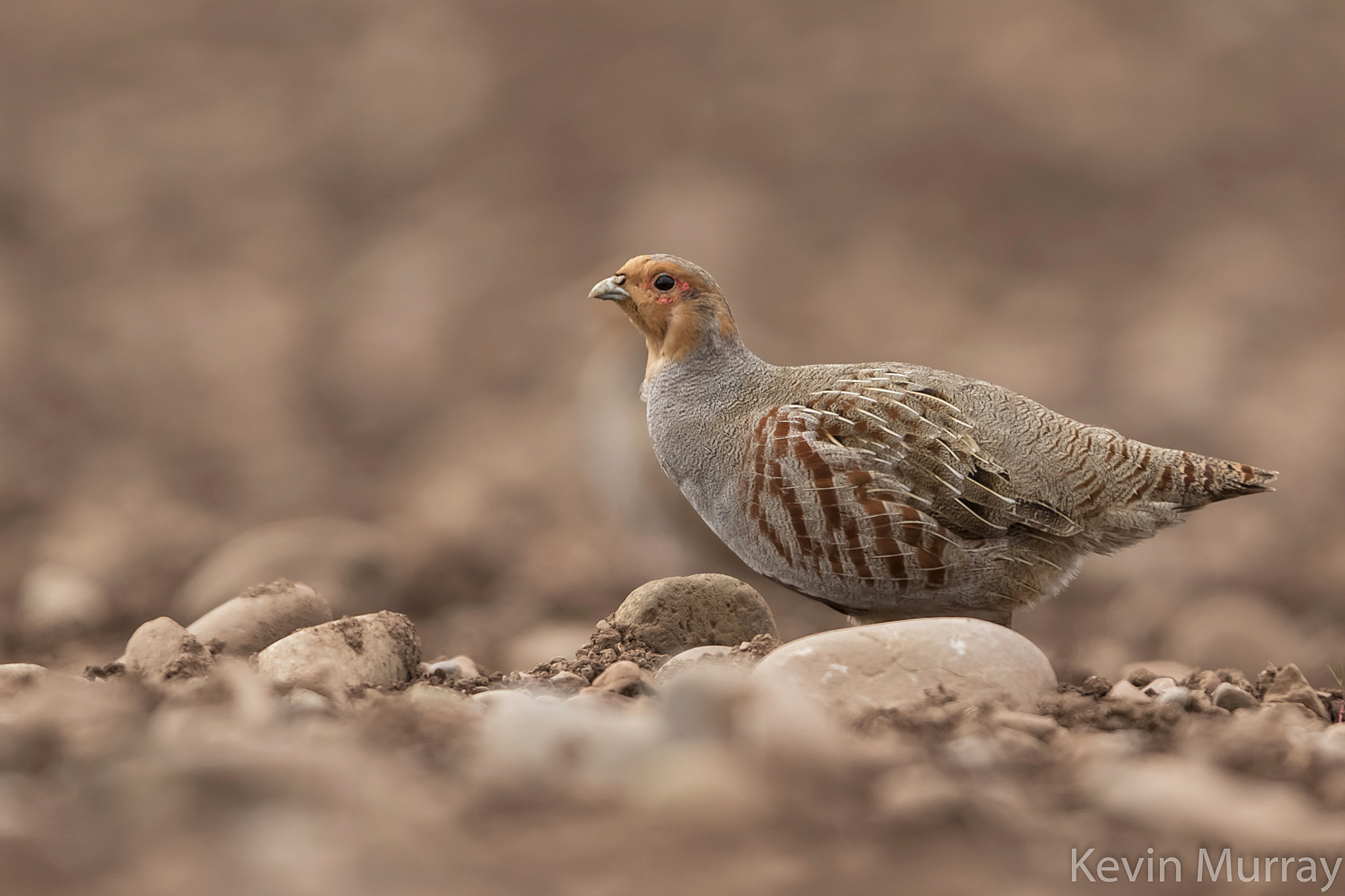 Canon EF 300mm F2.8L IS USM sample photo. Grey partridge photography