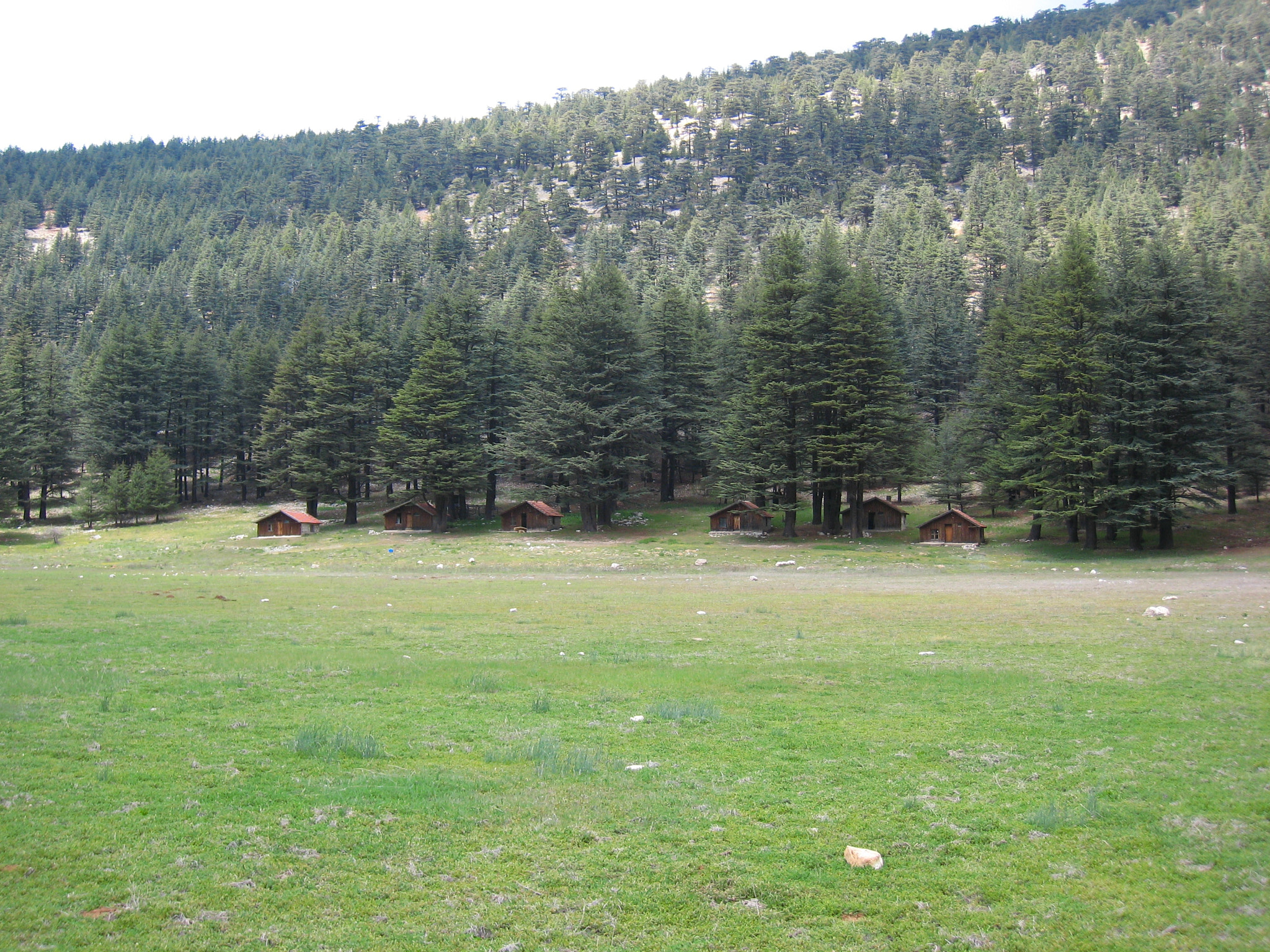 Canon IXY DIGITAL 900 IS sample photo. Nature photography