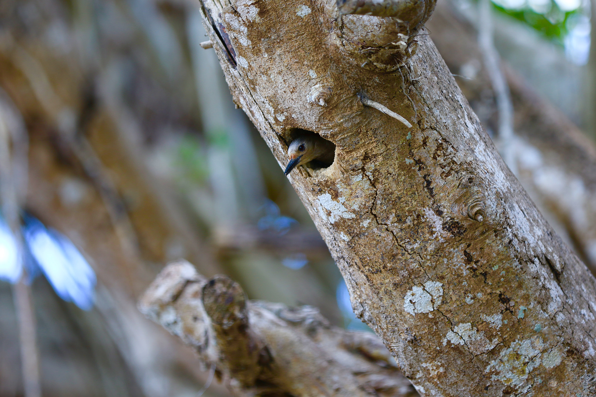 Canon EF 70-200mm F2.8L IS II USM sample photo. Image photography