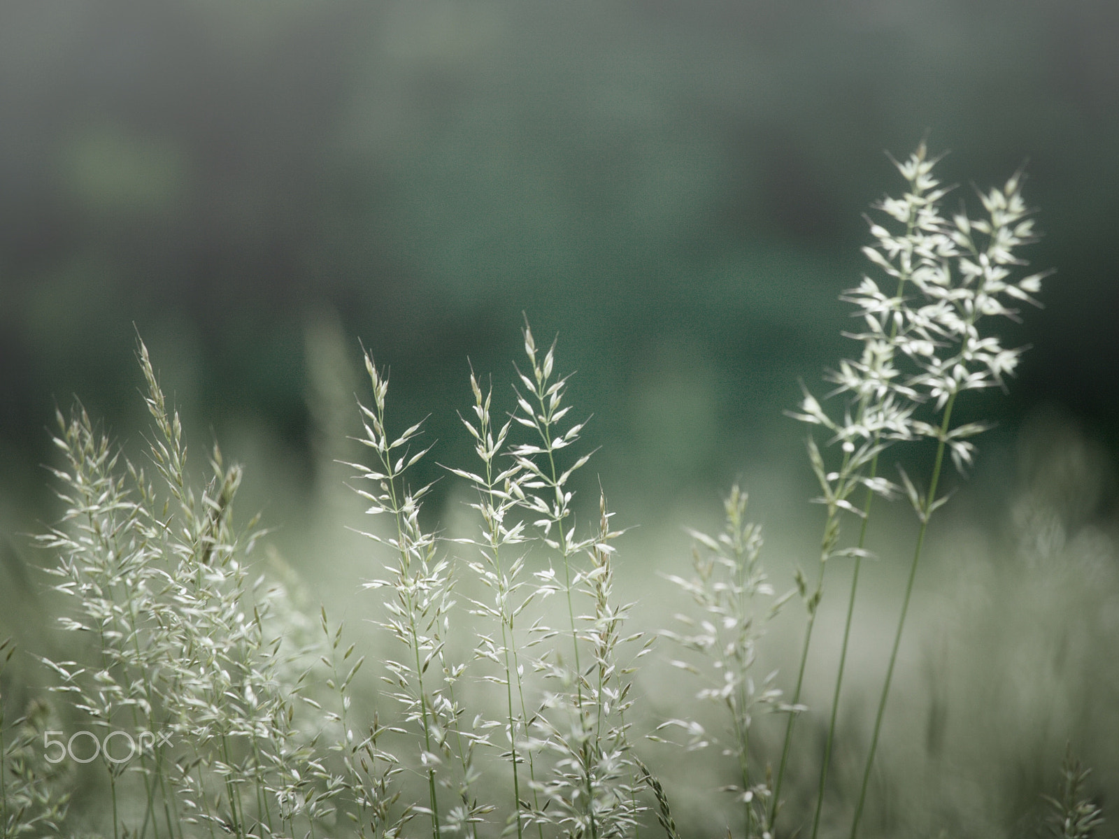 Canon EF-S 55-250mm F4-5.6 IS STM sample photo. Grass photography