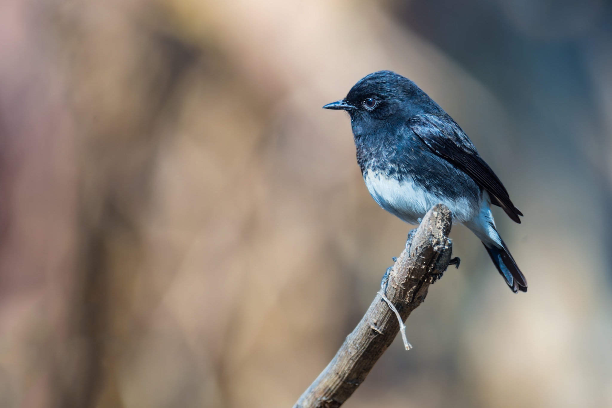 Nikon AF-S Nikkor 800mm F5.6E FL ED VR sample photo. Pied bushchat saxicola caprata পকড় শলফদদ photography