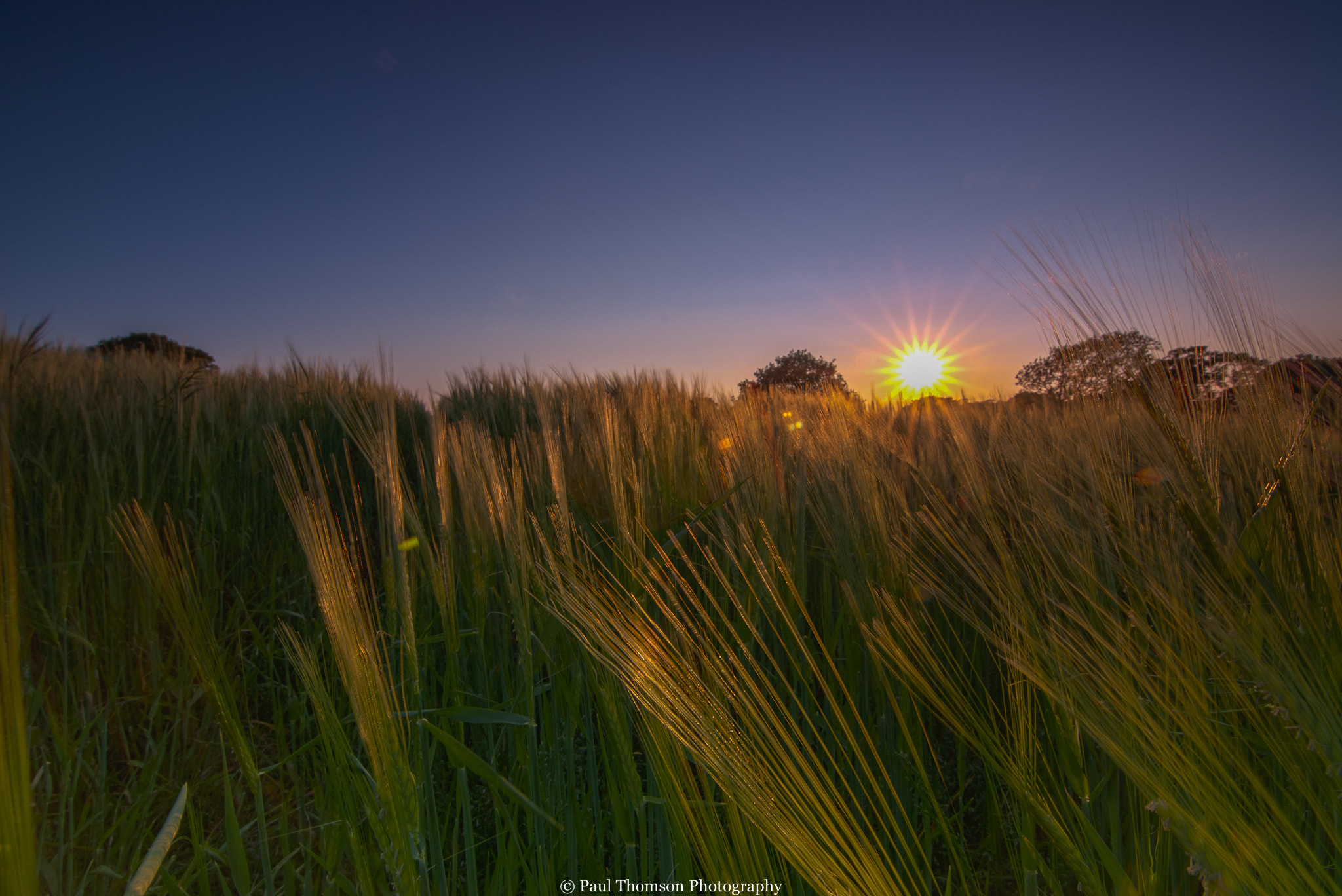 Nikon D200 sample photo. Barley sunset  photography