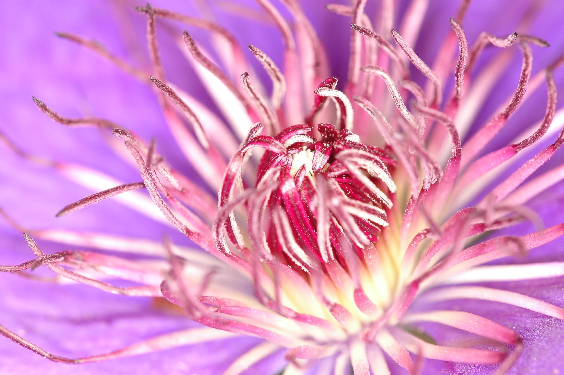 Sigma 150mm F2.8 EX DG Macro HSM sample photo. Clematis photography