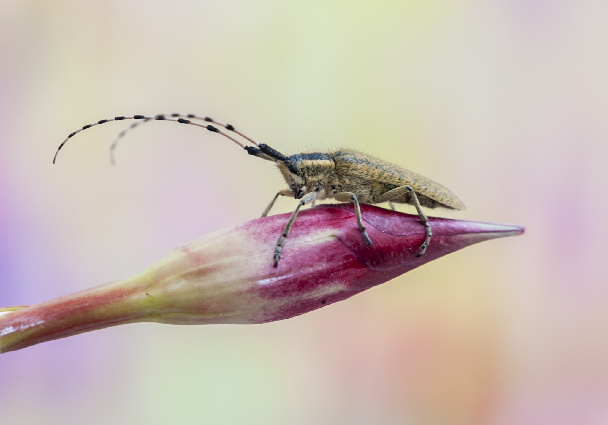 Sigma APO Macro 180mm F3.5 EX DG HSM sample photo. Un bichito photography