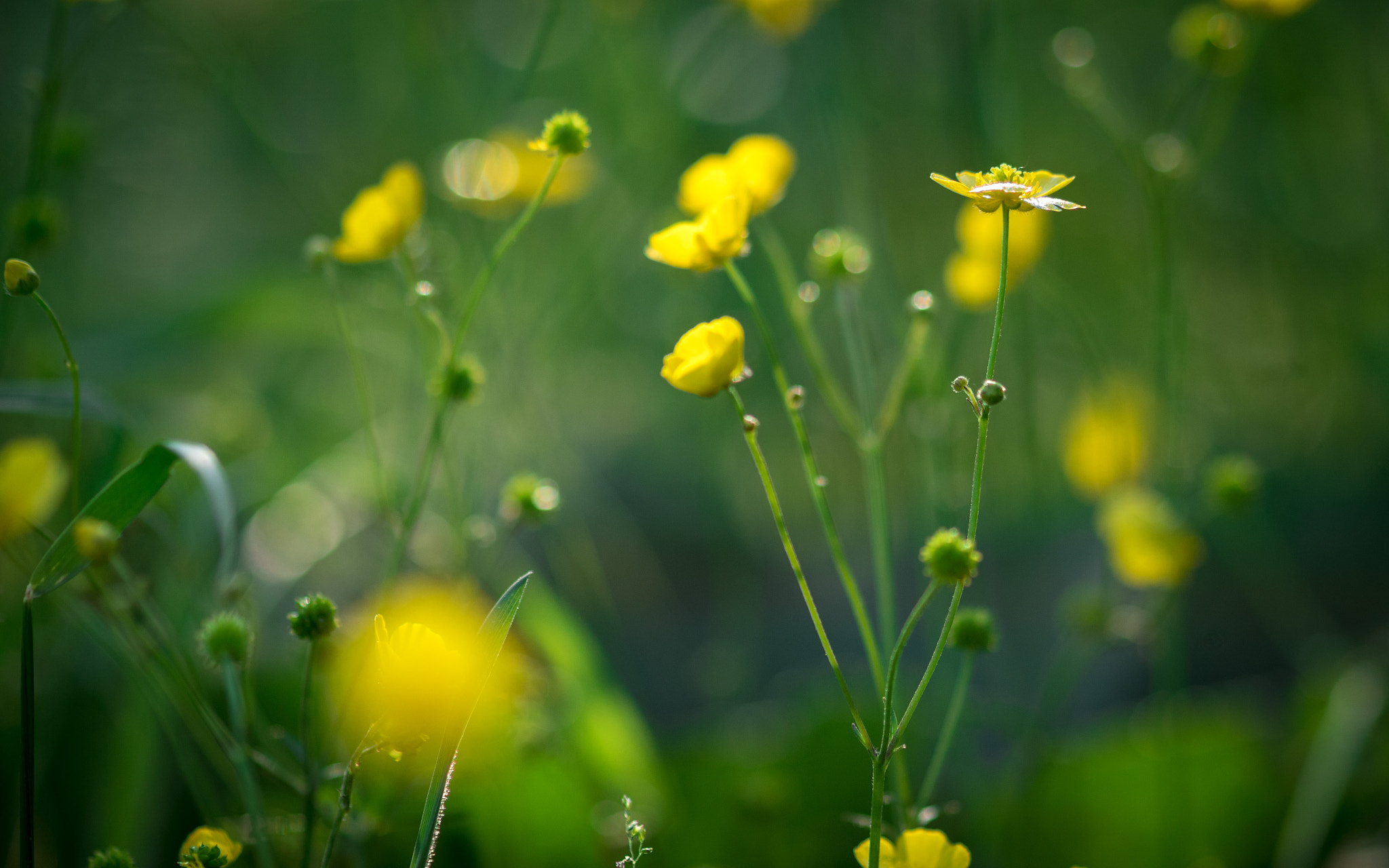 Panasonic Lumix DMC-GH4 + Olympus M.Zuiko Digital ED 75mm F1.8 sample photo. Butterflouwer.jpg photography