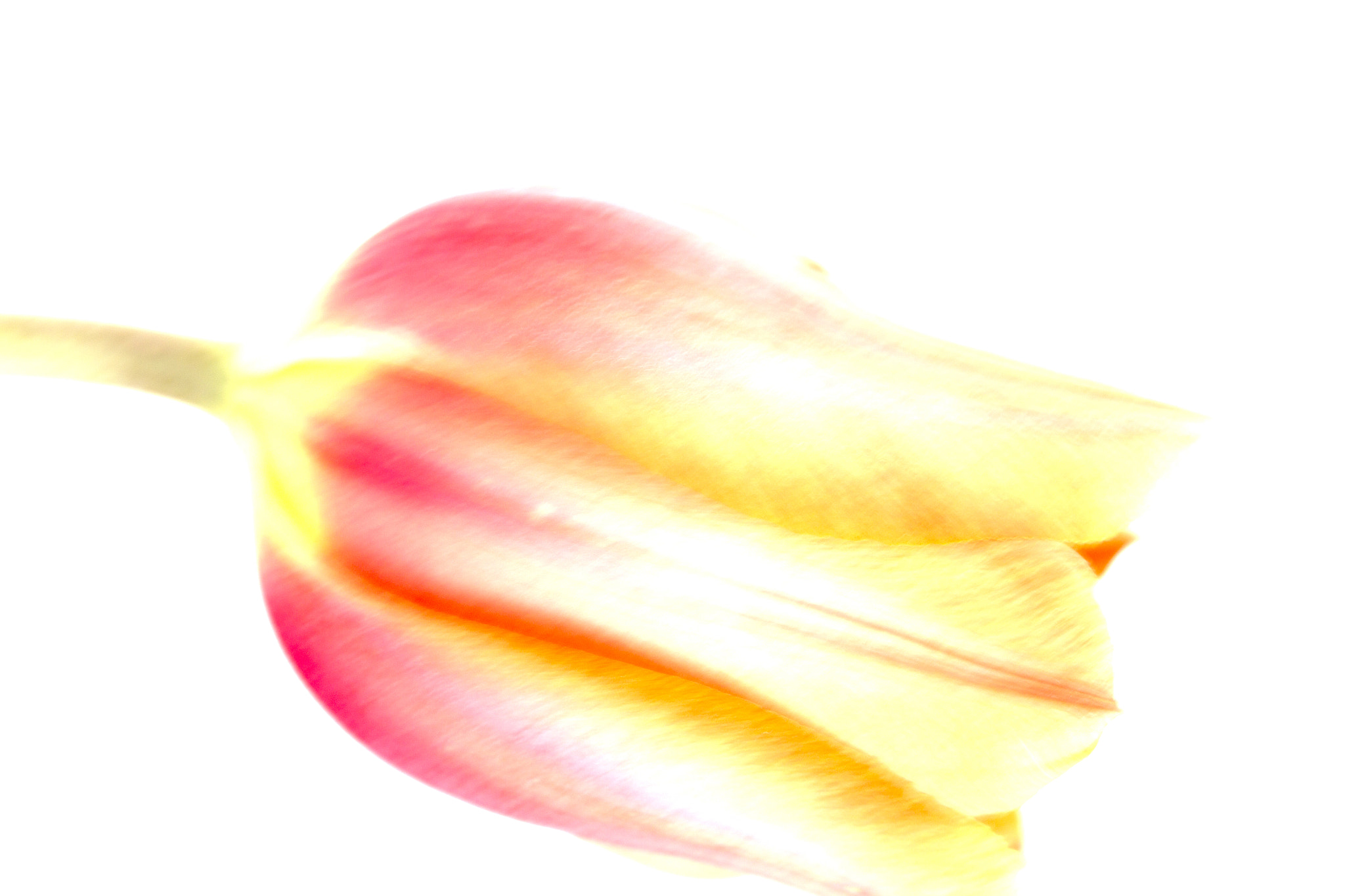 Canon EOS-1D Mark IV sample photo. Tulip in white photography