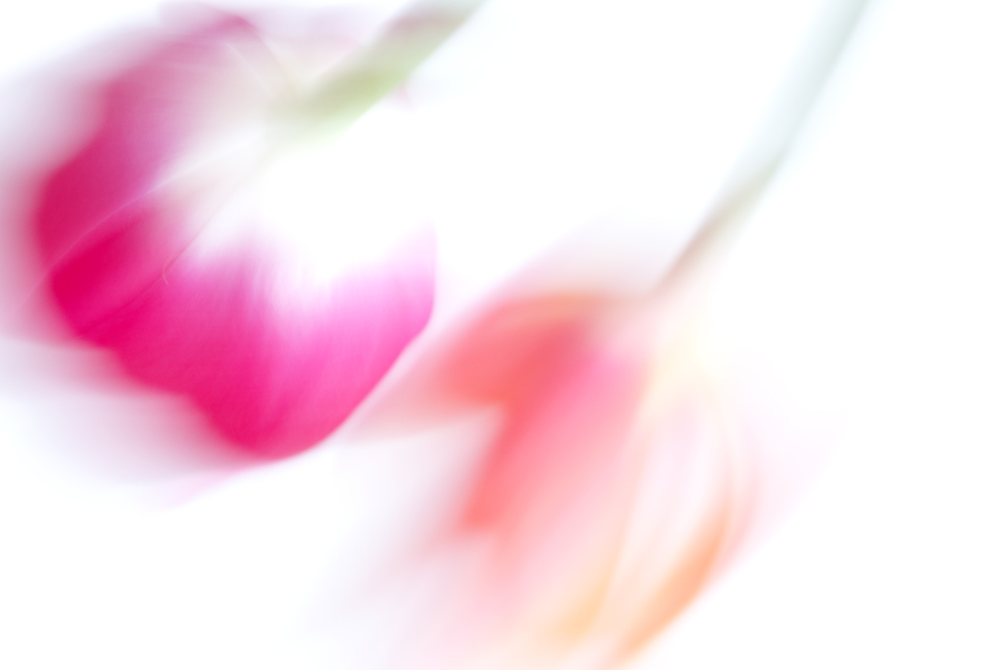 Canon EOS-1D Mark IV sample photo. Twin tulips photography
