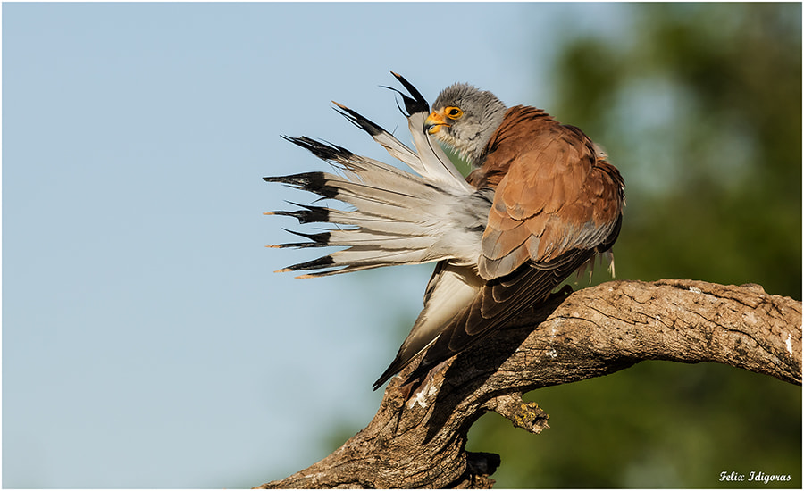 Canon EF 300mm F2.8L IS II USM sample photo. Limpieza de plumaje photography