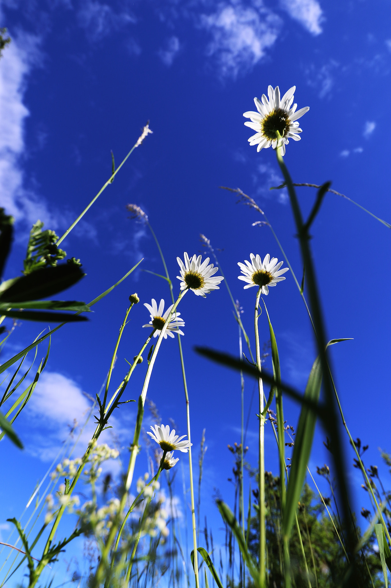 Canon EF-S 10-18mm F4.5–5.6 IS STM sample photo. Himmelwärts photography
