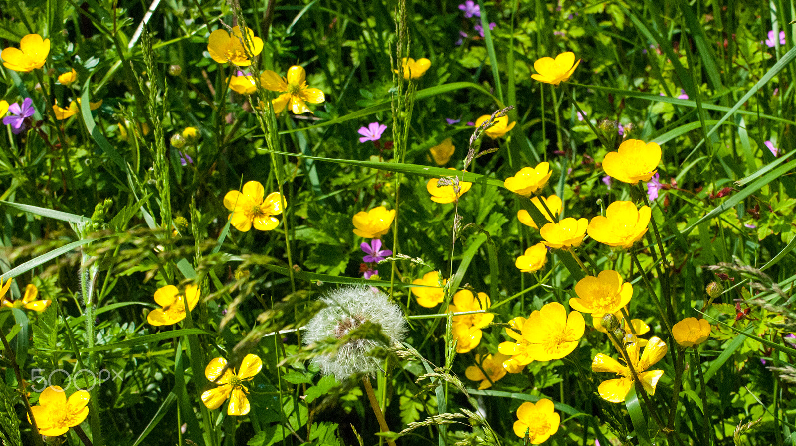 Nikon D2X sample photo. Summer hedge photography